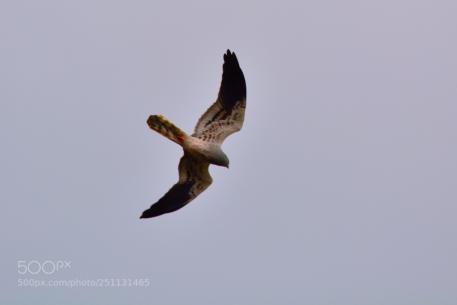 Nikon D5200 sample photo. Birds photography