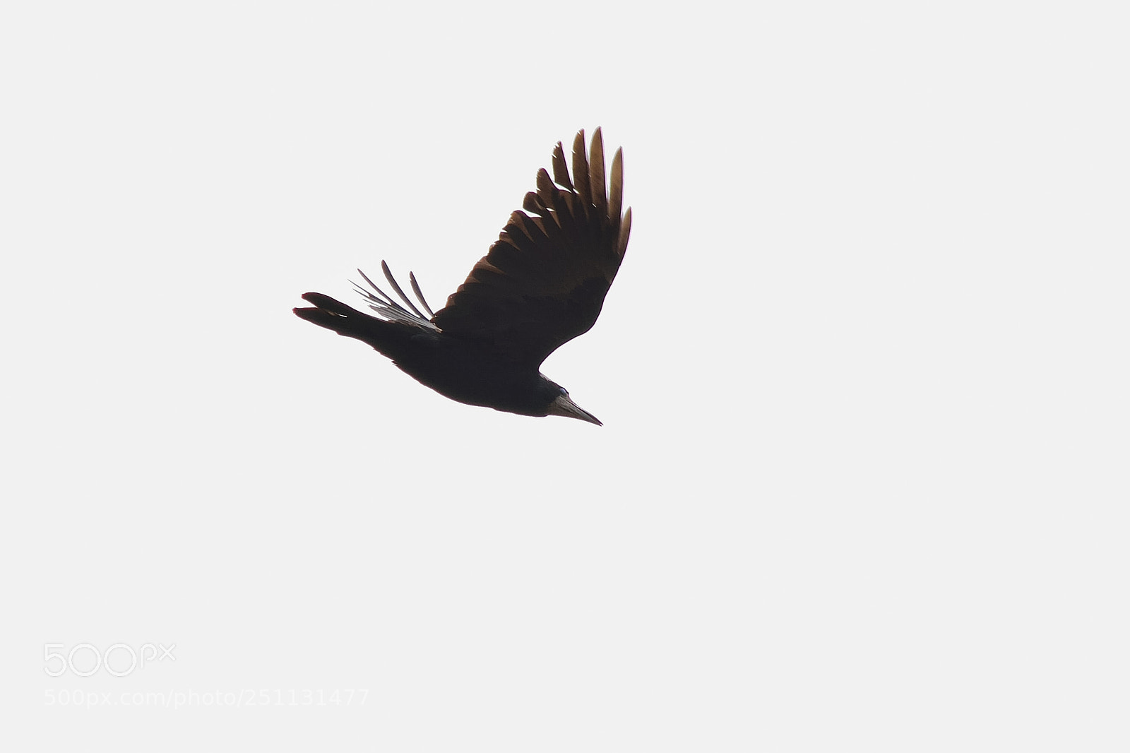 Nikon D5200 sample photo. Birds photography