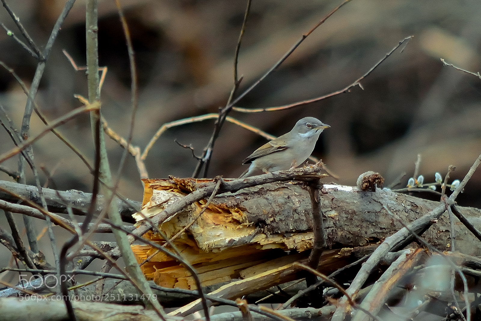 Nikon D5200 sample photo. Birds photography