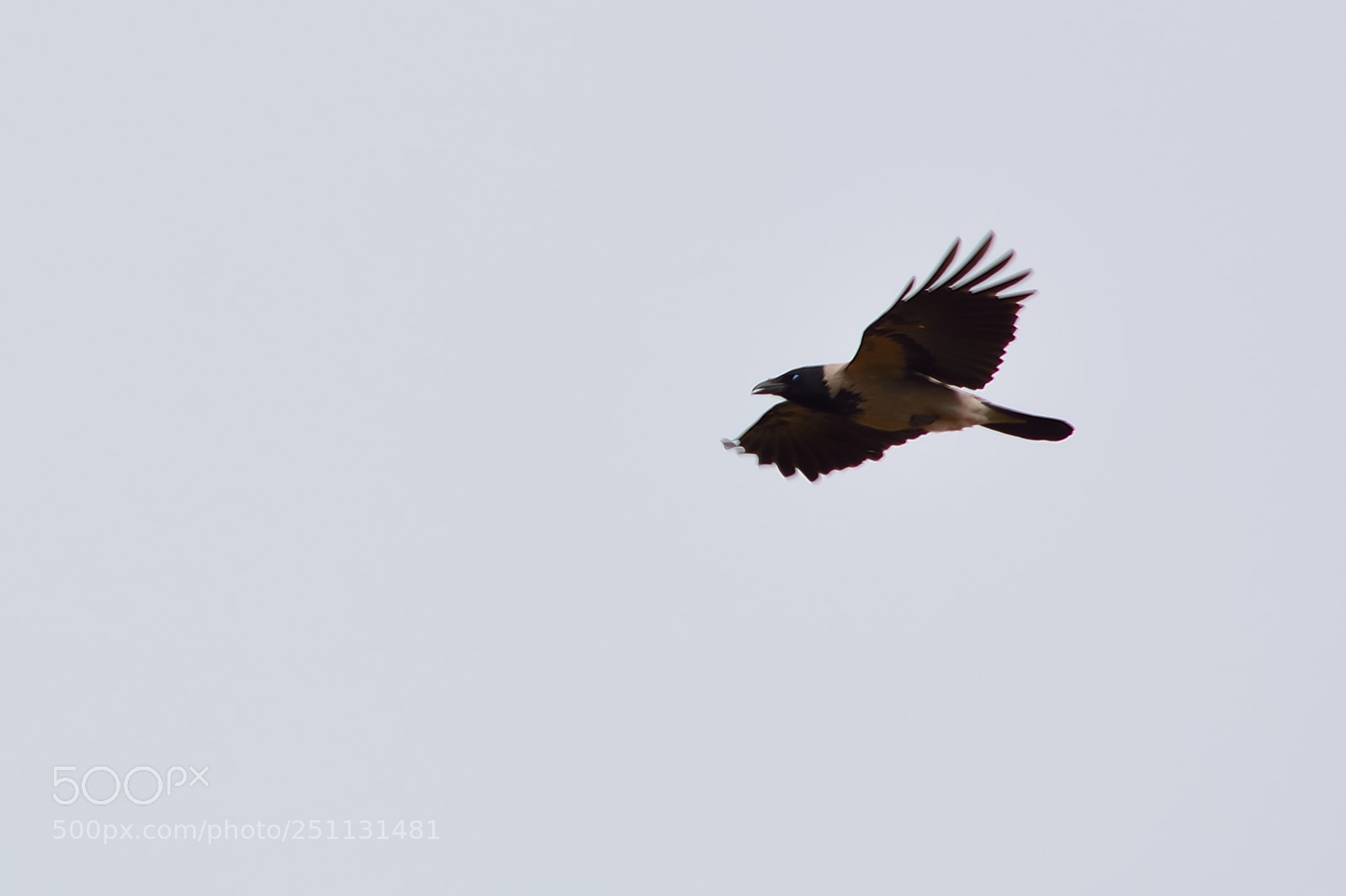 Nikon D5200 sample photo. Birds photography