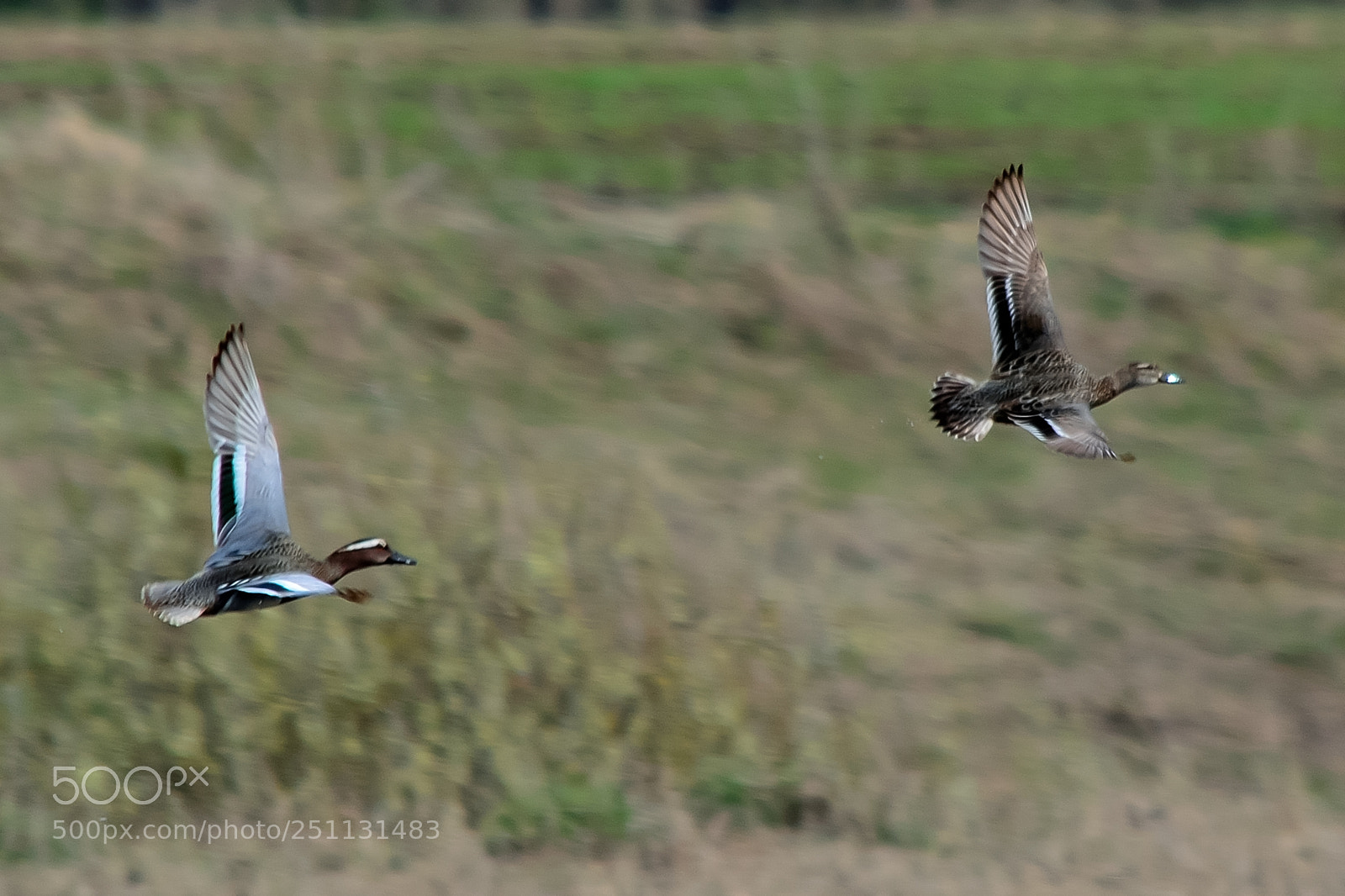 Nikon D5200 sample photo. Birds photography