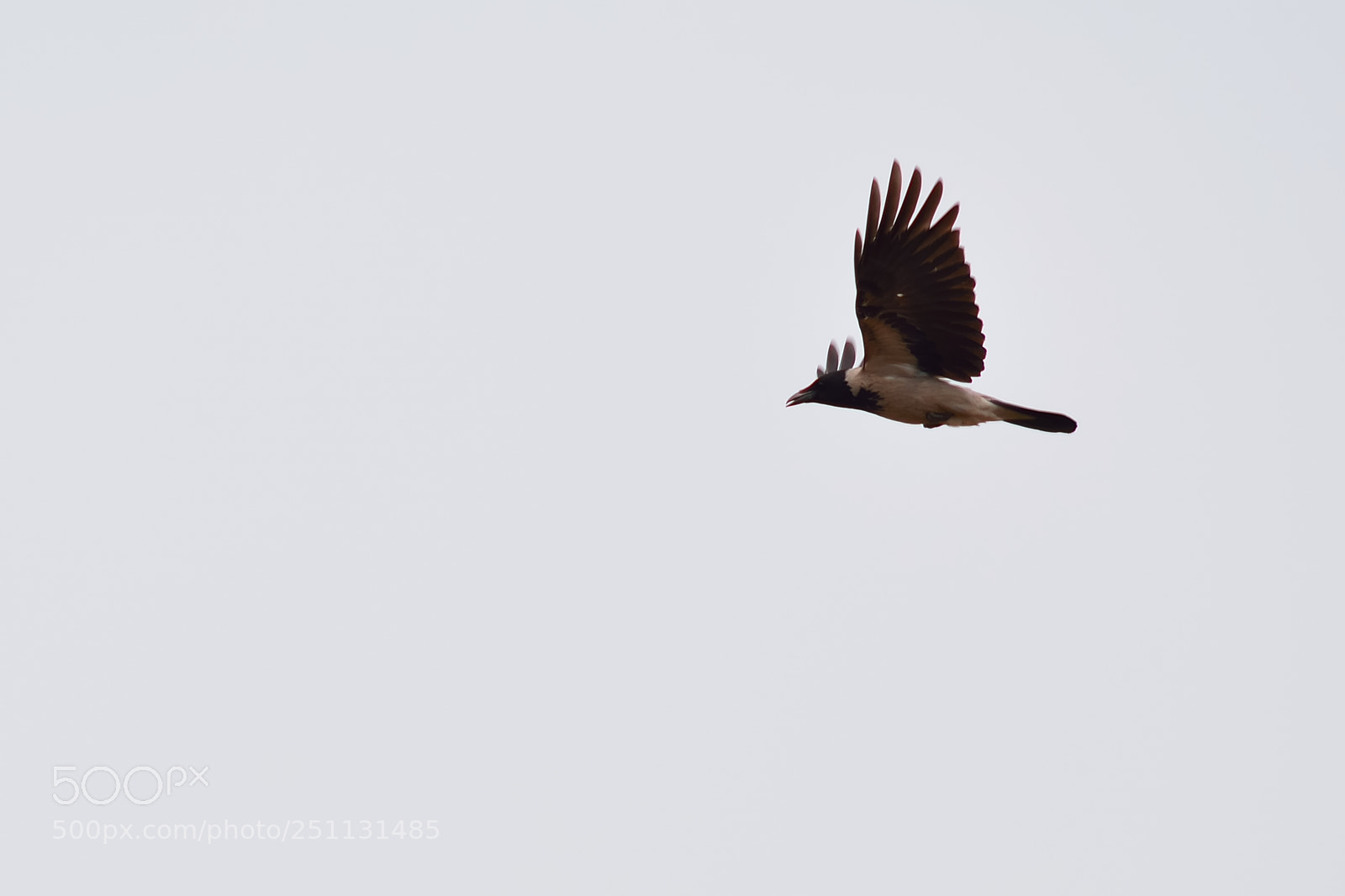 Nikon D5200 sample photo. Birds photography
