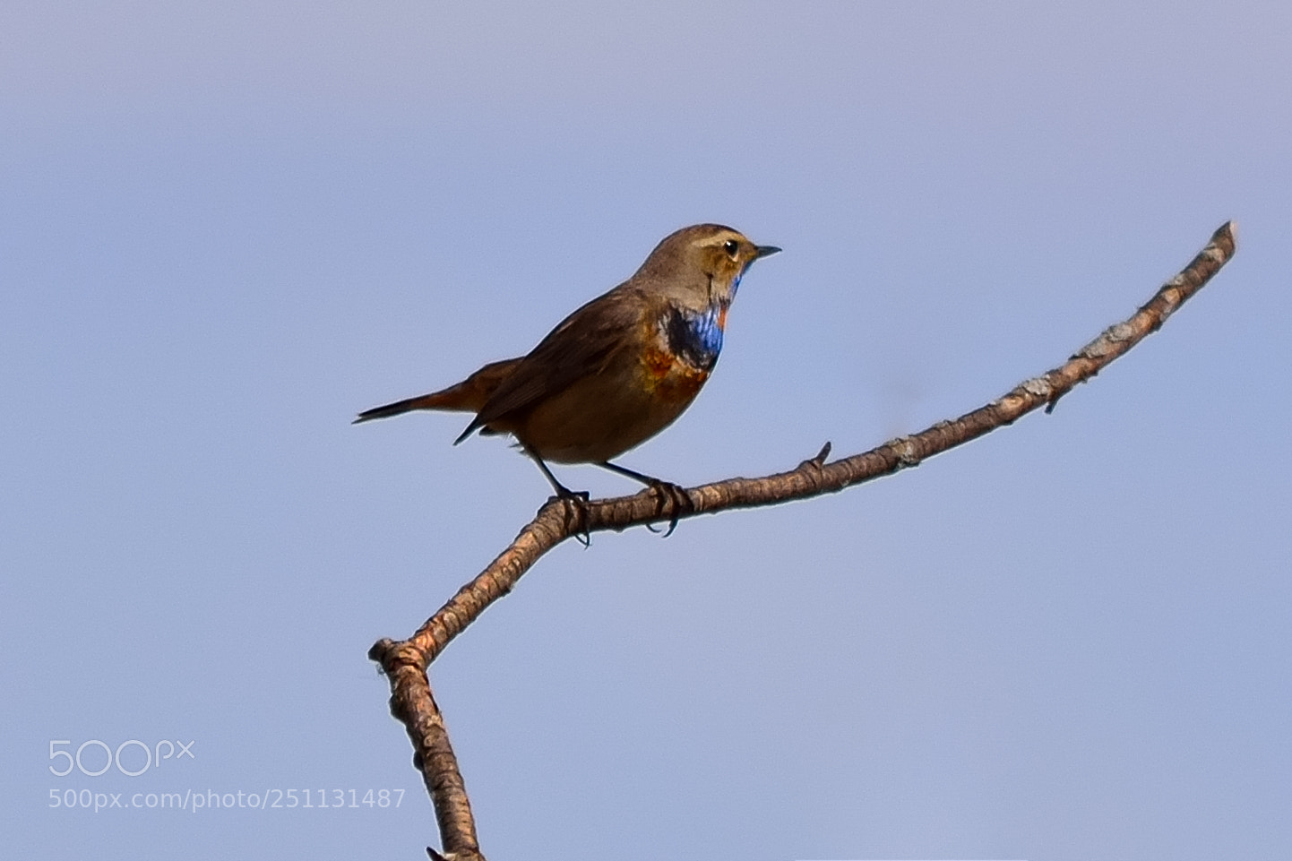 Nikon D5200 sample photo. Birds photography