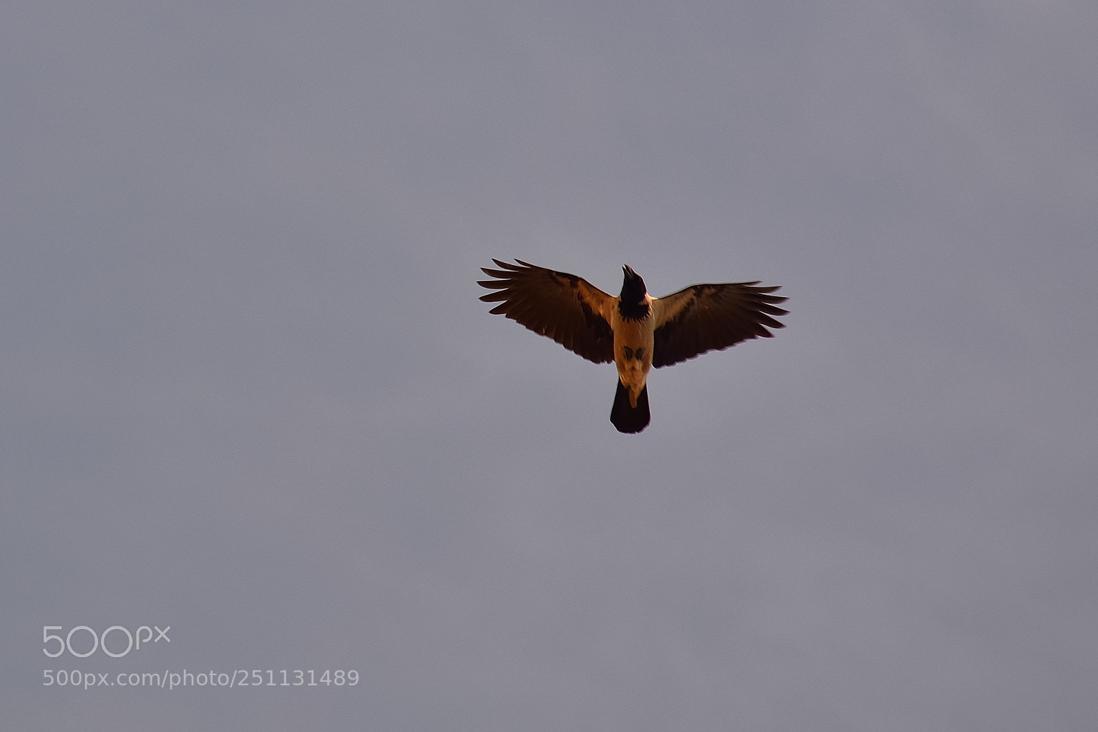 Nikon D5200 sample photo. Birds photography