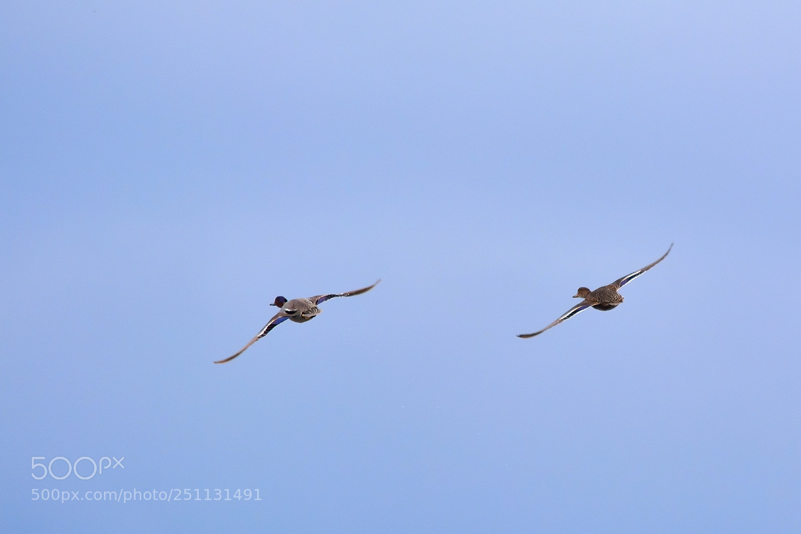 Nikon D5200 sample photo. Birds photography