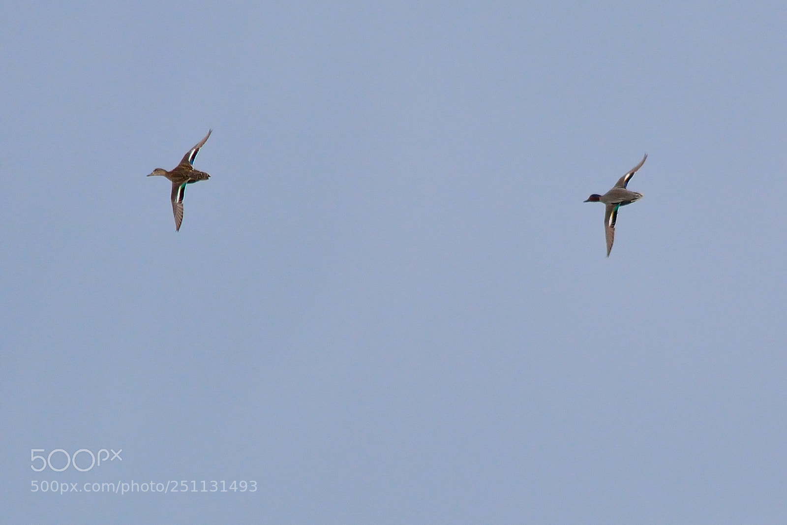 Nikon D5200 sample photo. Birds photography