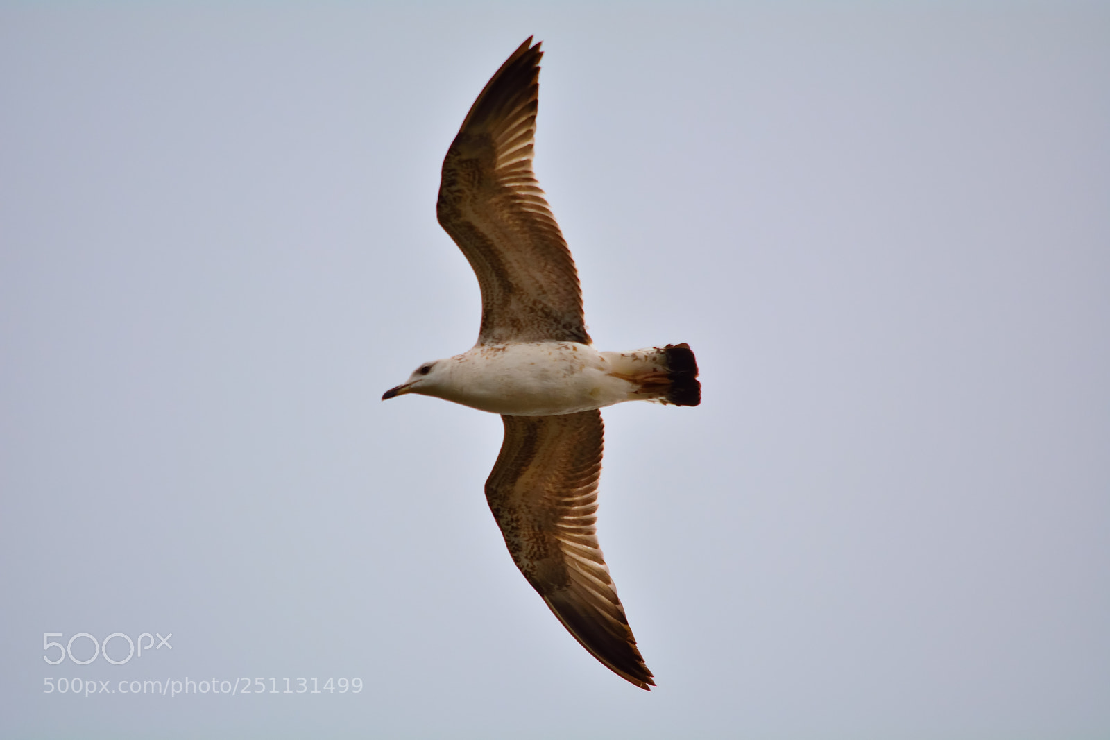 Nikon D5200 sample photo. Birds photography