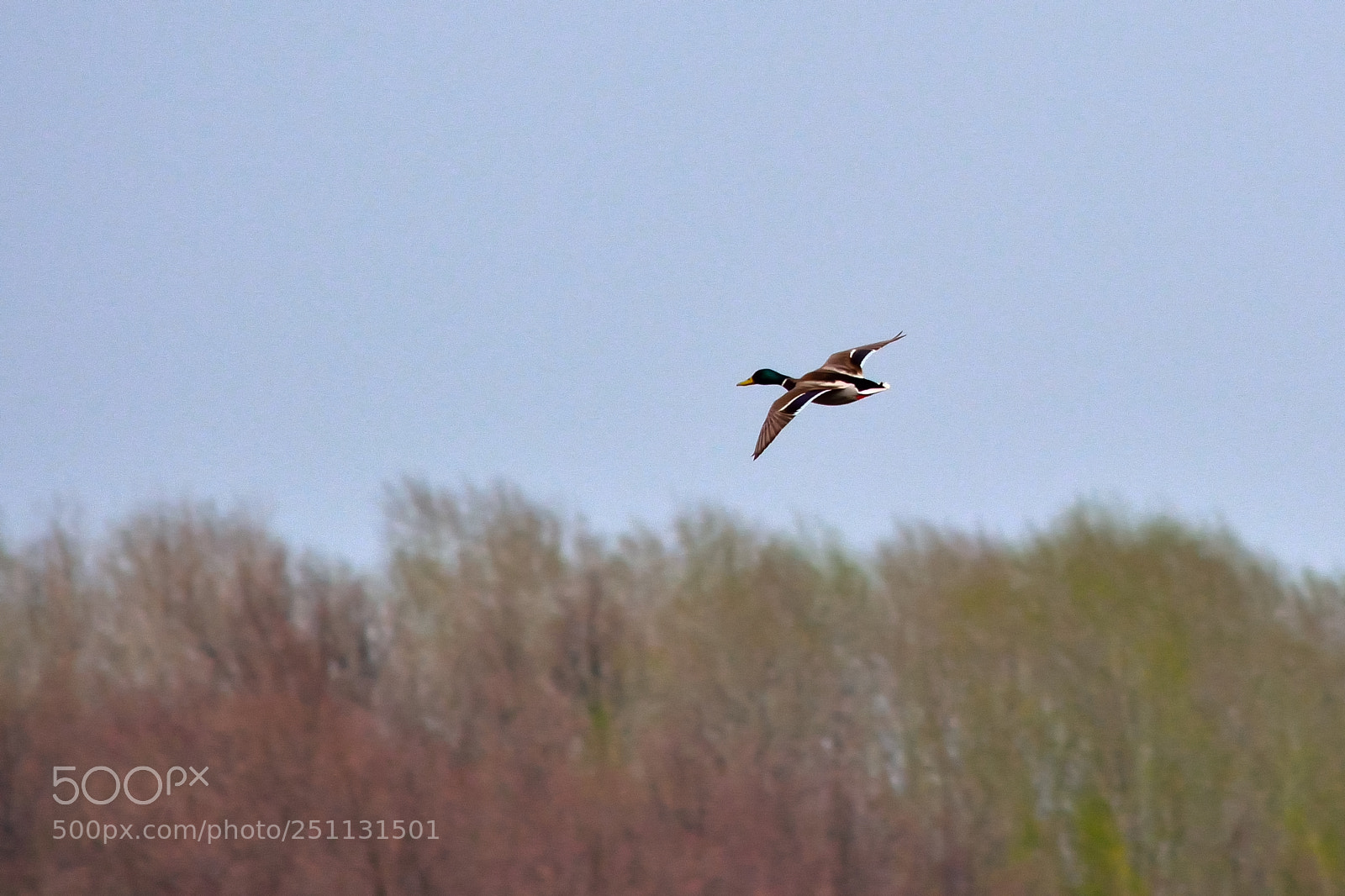 Nikon D5200 sample photo. Birds photography