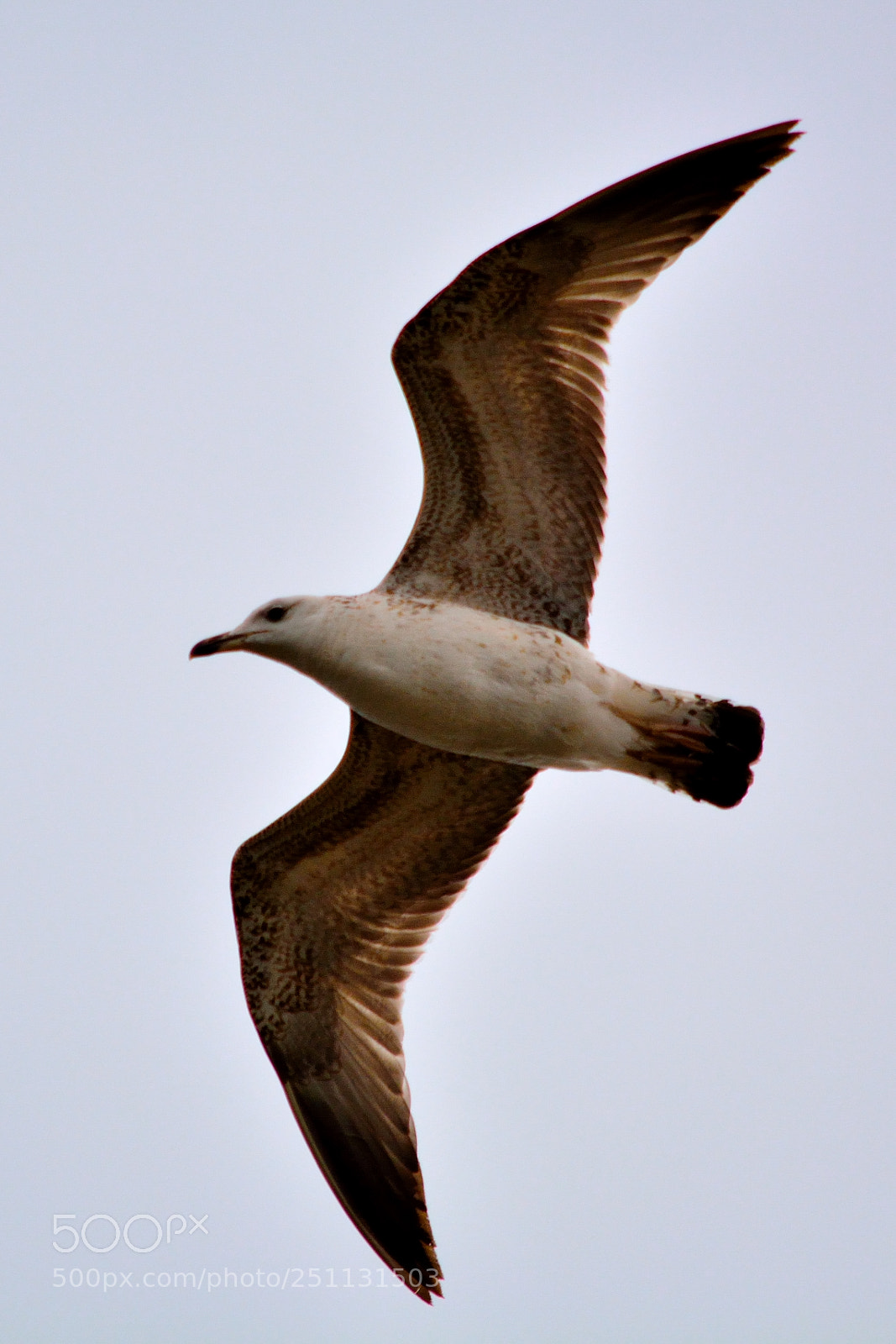 Nikon D5200 sample photo. Birds photography