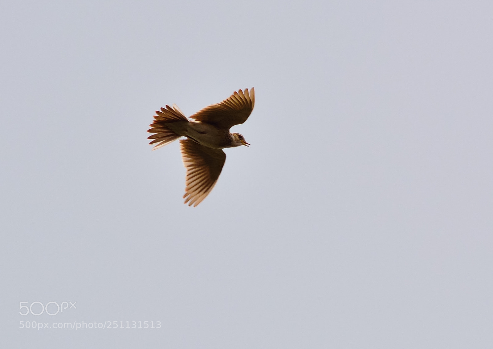 Nikon D5200 sample photo. Birds photography