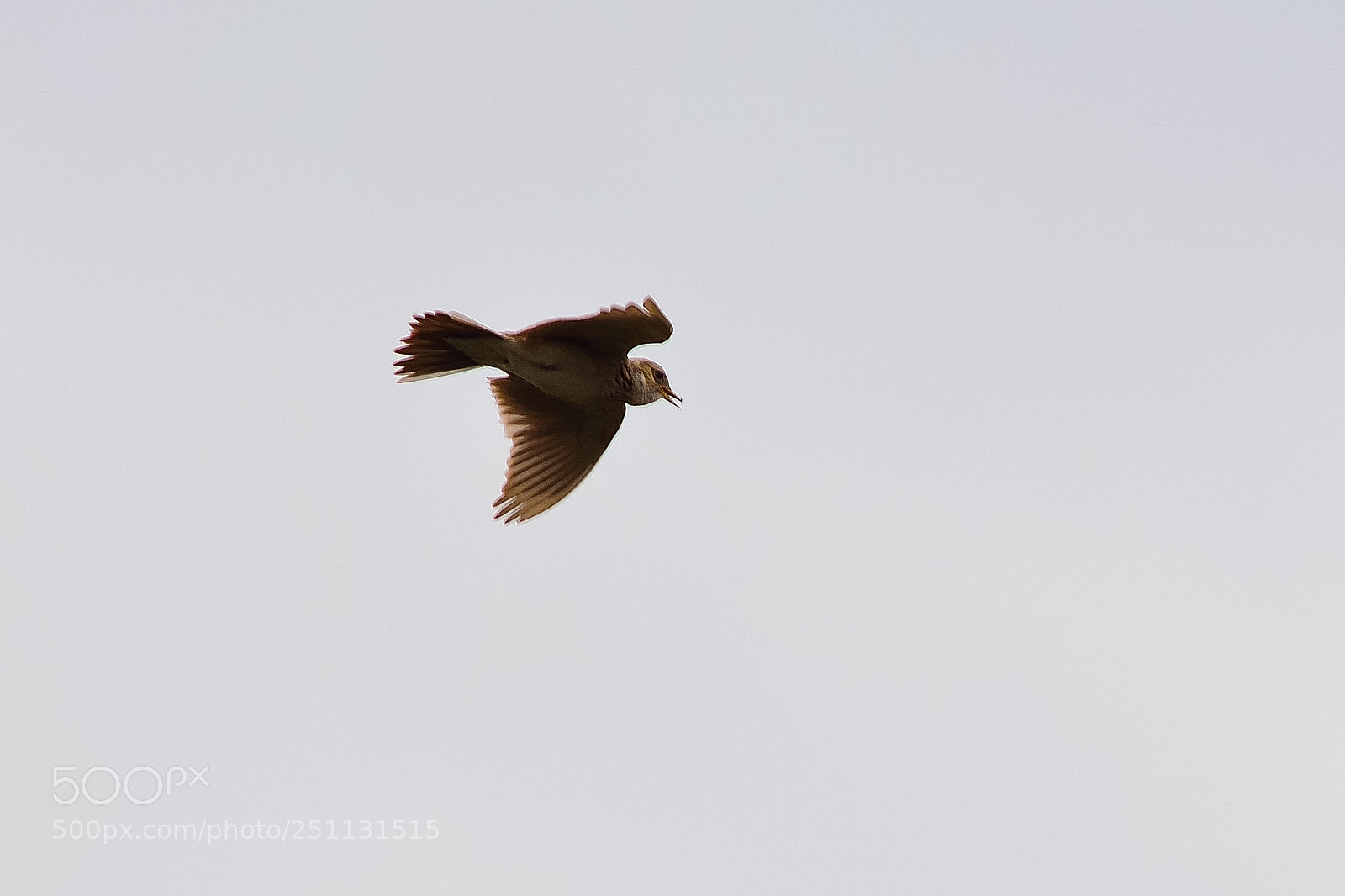 Nikon D5200 sample photo. Birds photography
