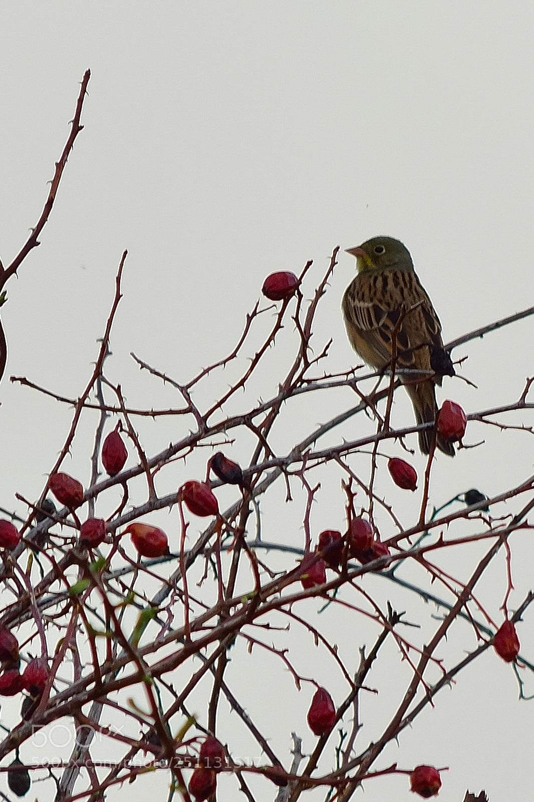 Nikon D5200 sample photo. Birds photography