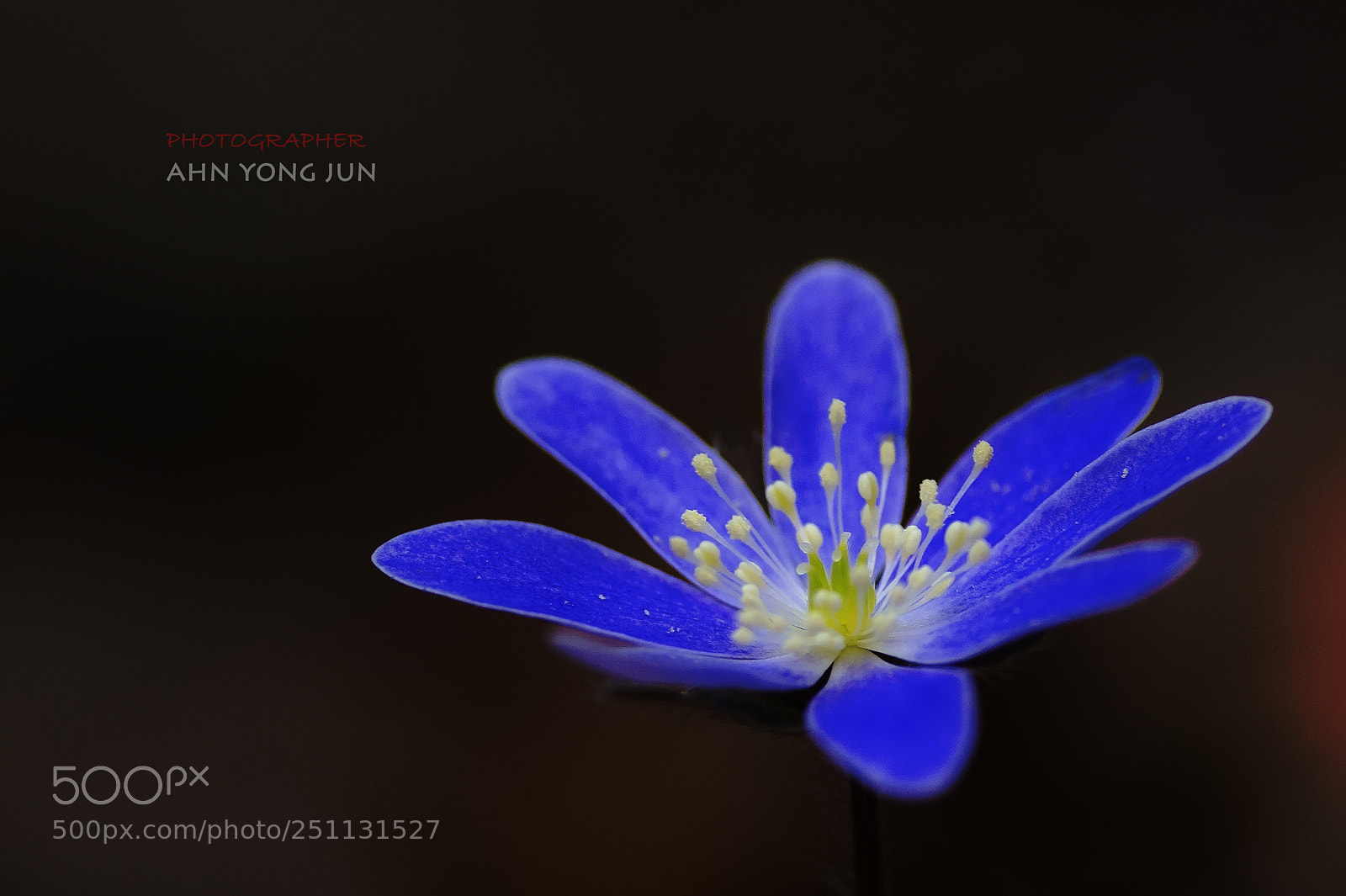 Nikon D7000 sample photo. Blue liverleaf flower photography