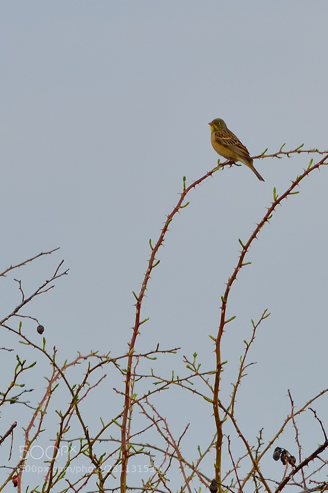 Nikon D5200 sample photo. Birds photography