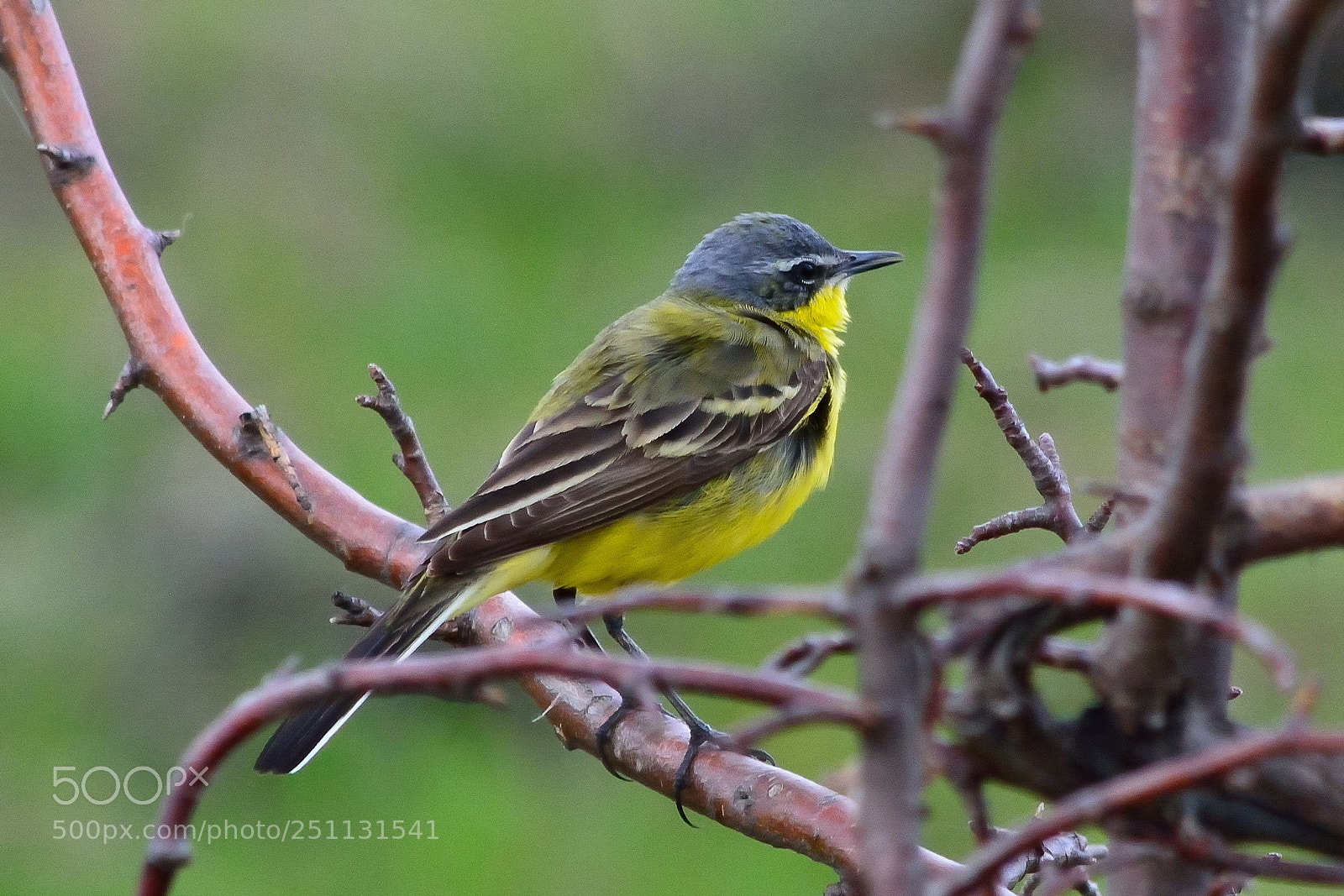 Nikon D5200 sample photo. Birds photography