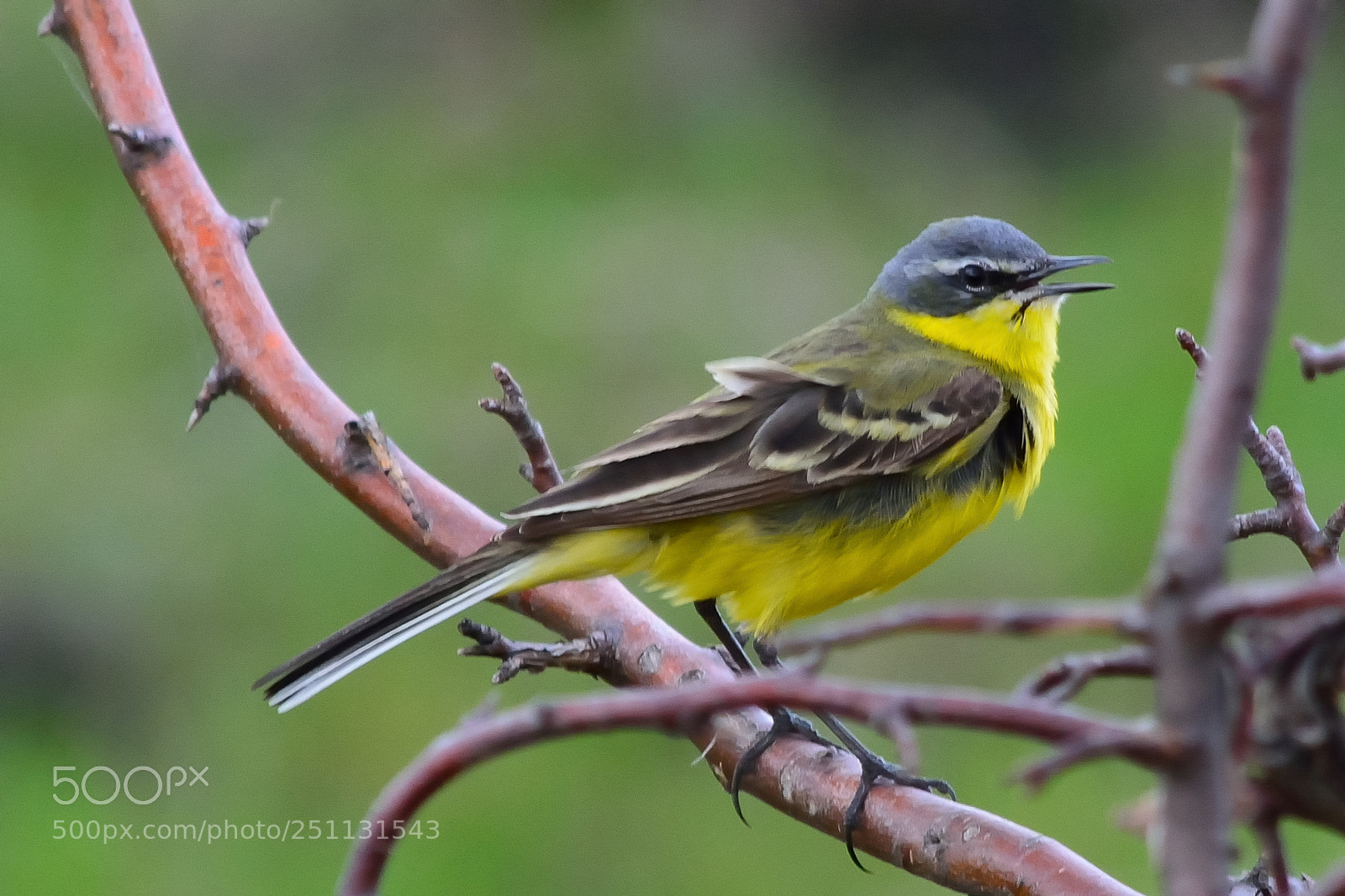 Nikon D5200 sample photo. Birds photography
