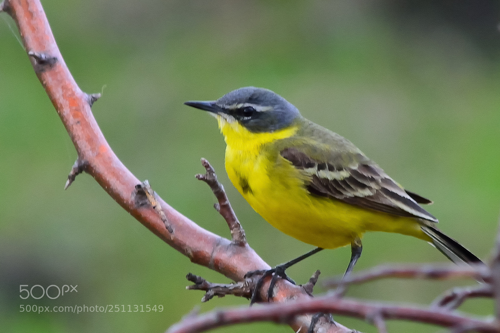 Nikon D5200 sample photo. Birds photography