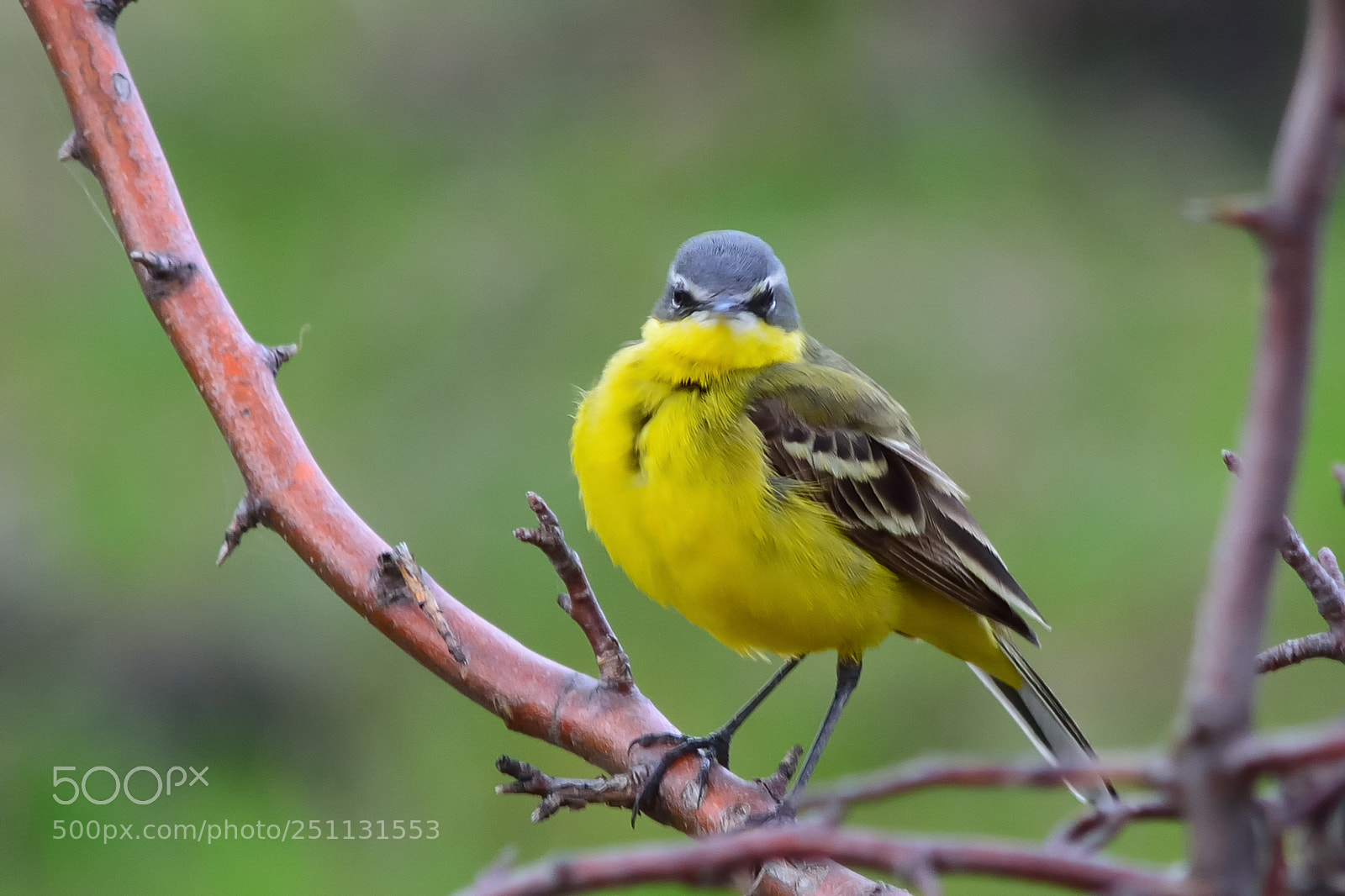Nikon D5200 sample photo. Birds photography