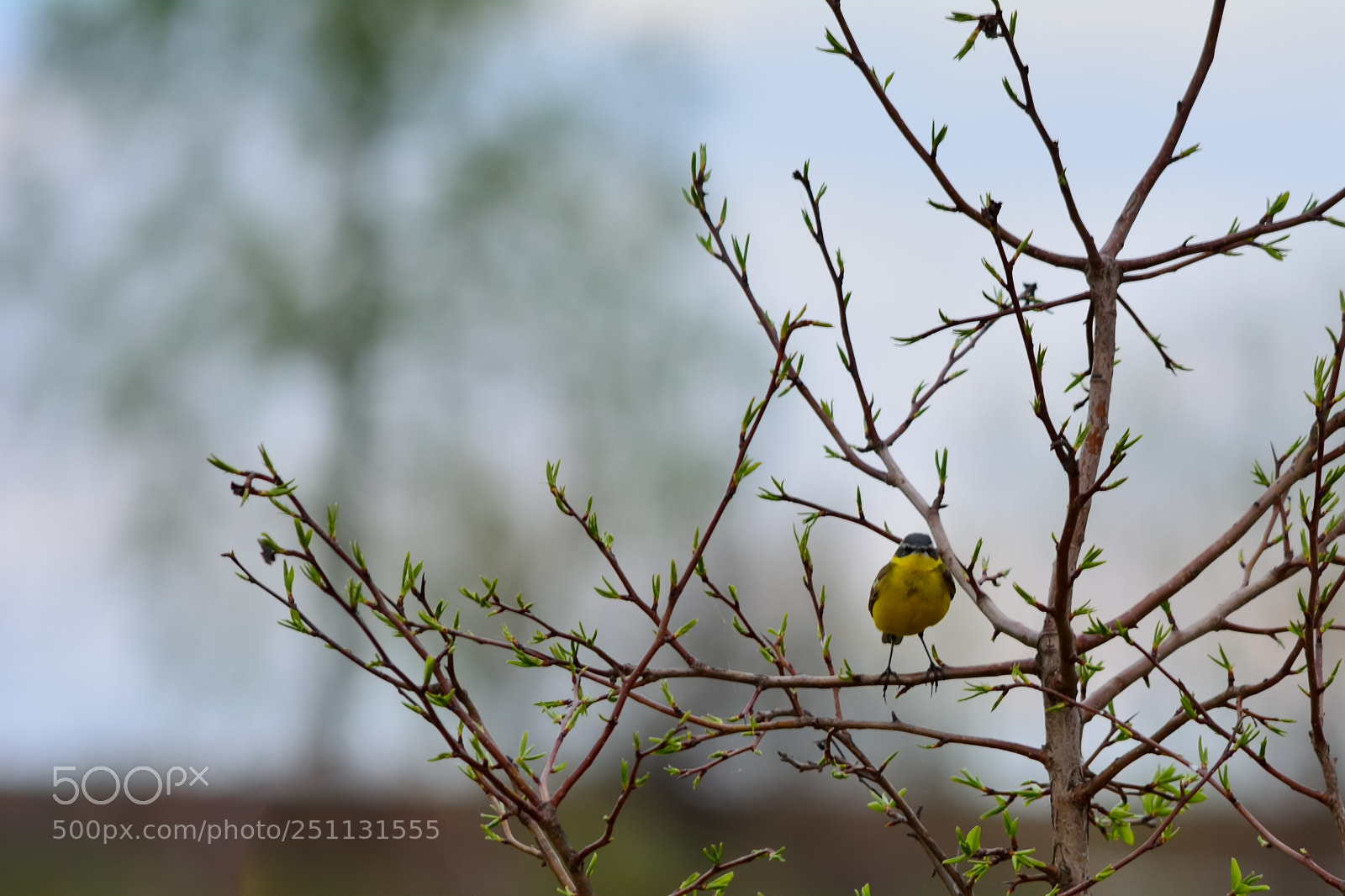 Nikon D5200 sample photo. Birds photography