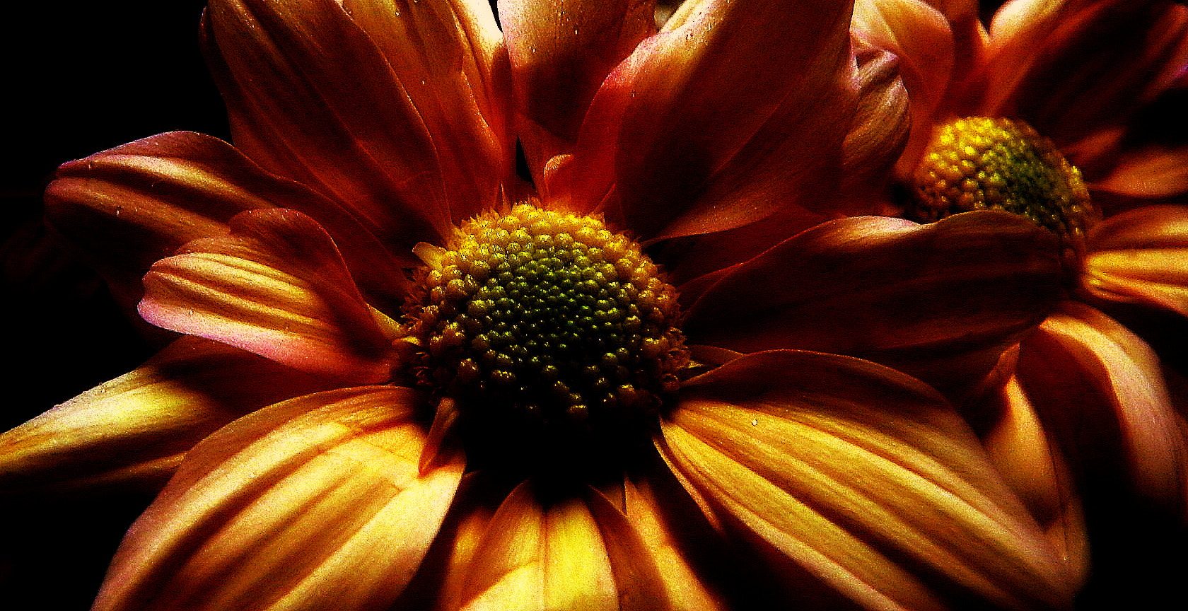 Fujifilm FinePix SL1000 sample photo. Yellow beauty photography