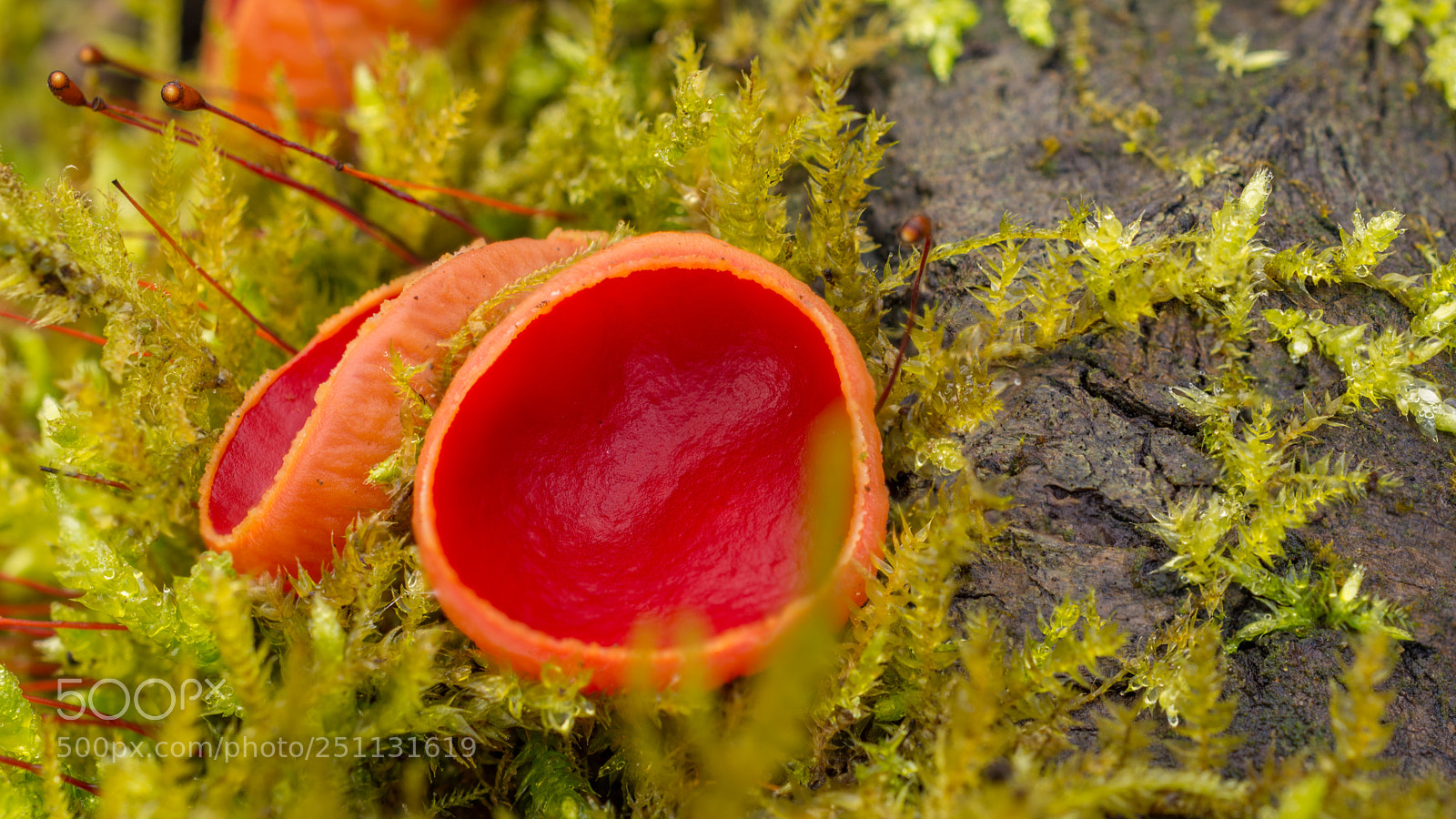 Nikon D7100 sample photo. Red fungus photography