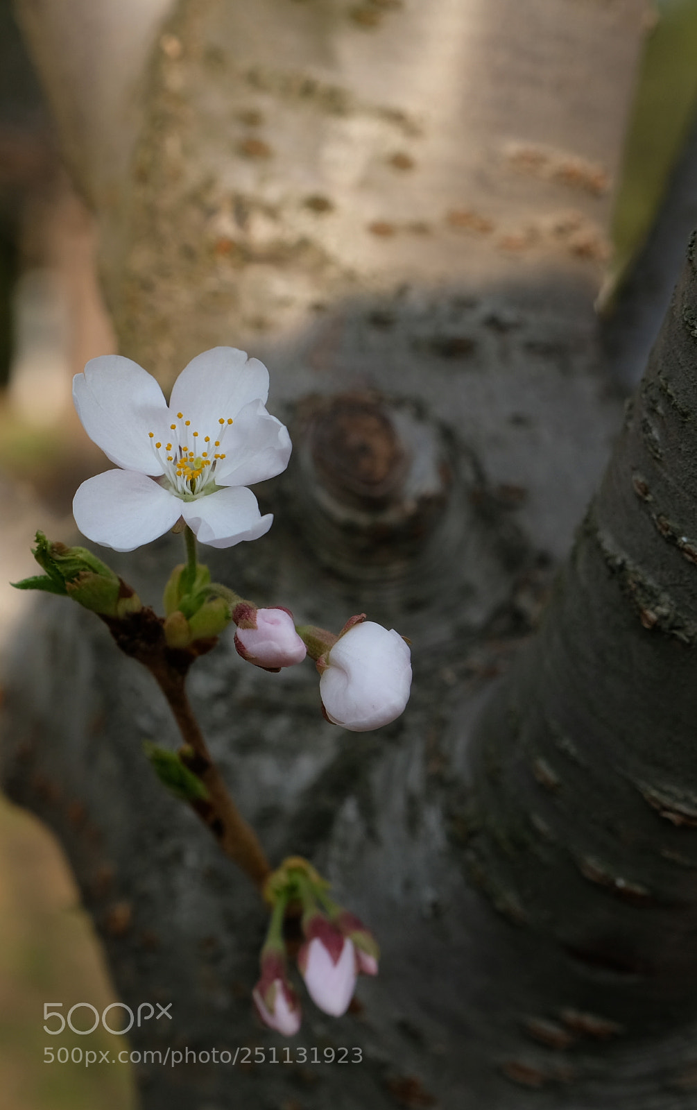 Fujifilm X-T2 sample photo. Sakura photography