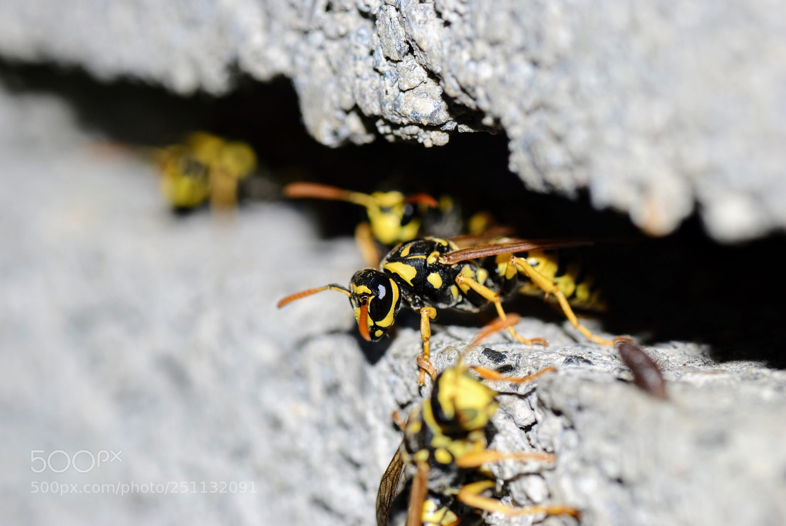 Nikon D60 sample photo. Wasps photography