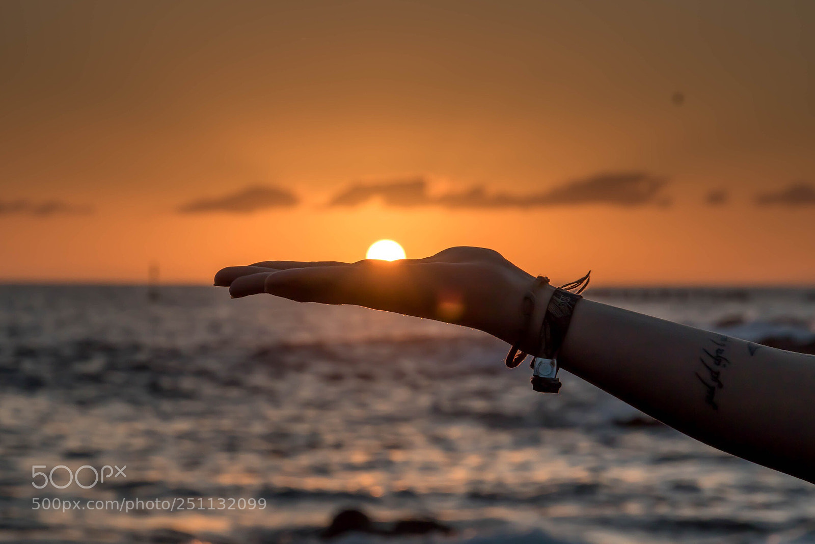 Canon EOS 7D Mark II sample photo. Shiny palm photography