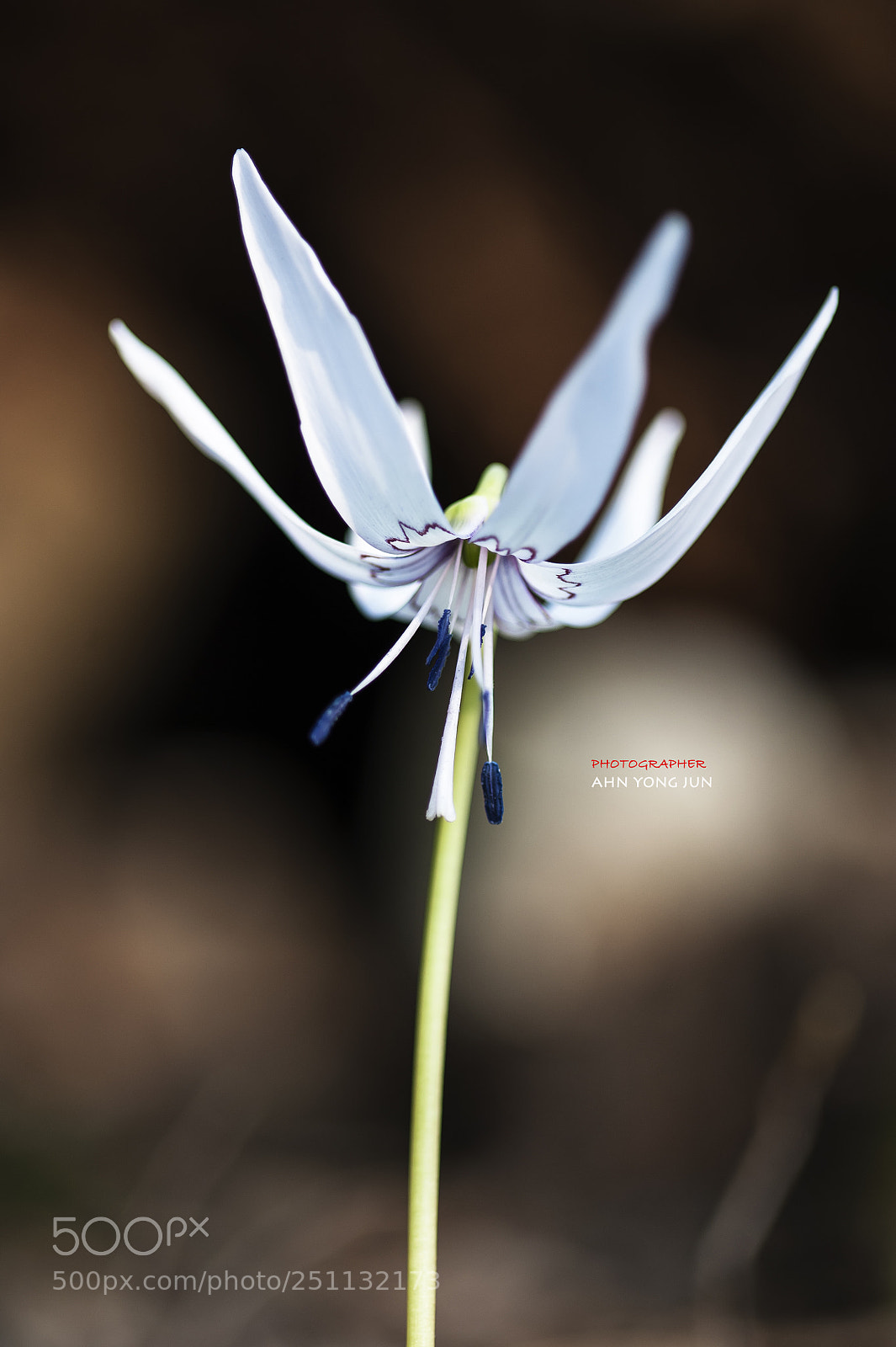 Nikon D3 sample photo. White violet photography