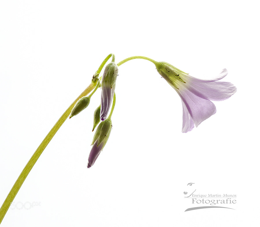 Canon EOS 5D Mark II sample photo. High key photography