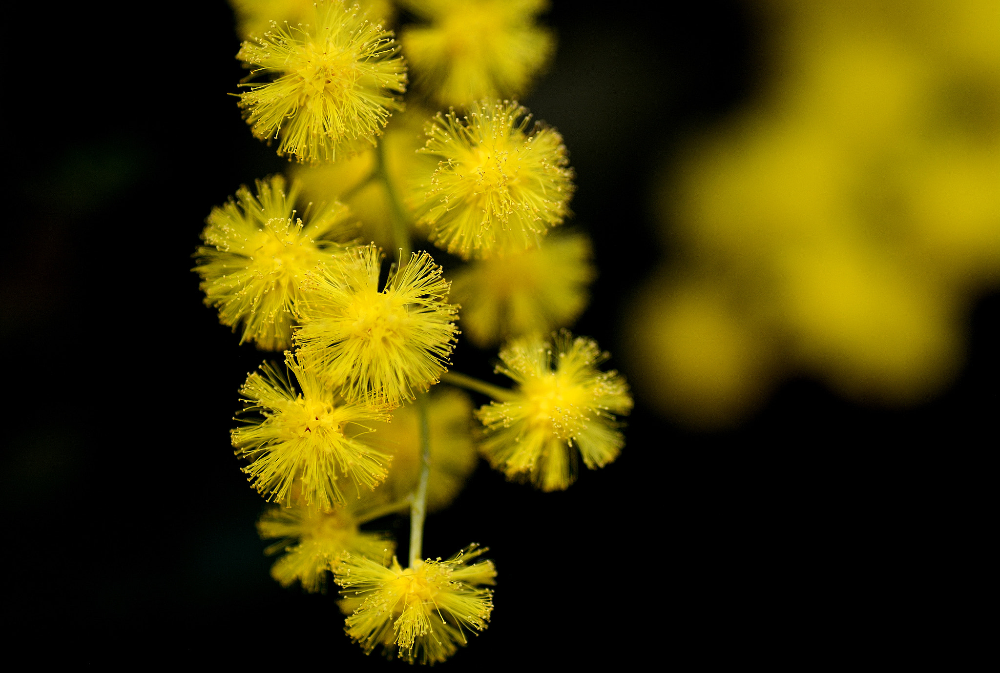 Nikon D7100 sample photo. Mimosa photography
