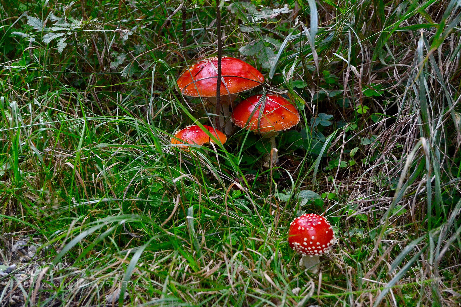 Nikon D3100 sample photo. Fliegenpilze photography