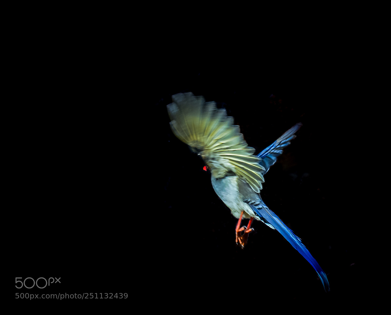 Nikon D7100 sample photo. Bird photography