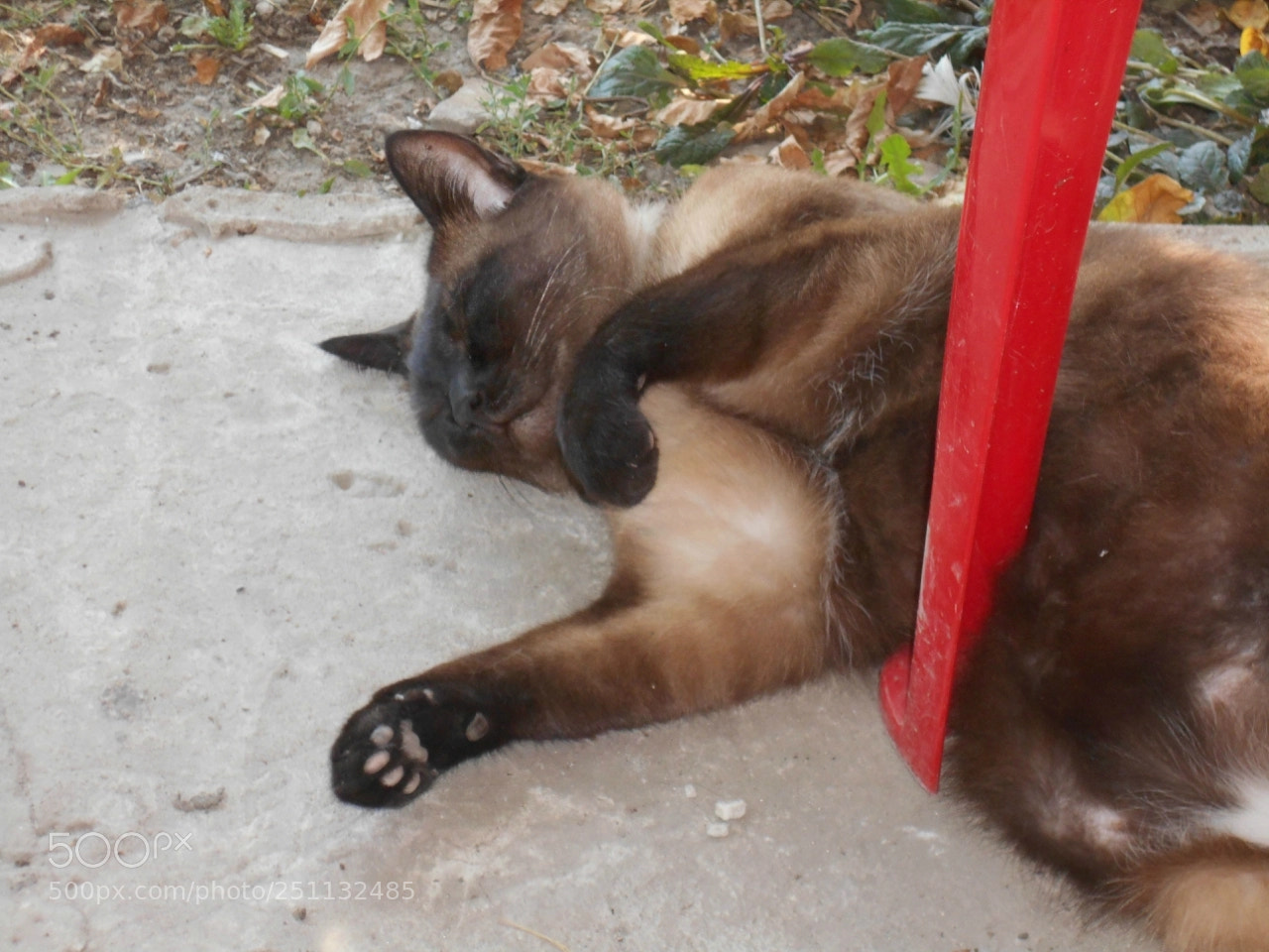 Nikon Coolpix A100 sample photo. Fae bf orig photography