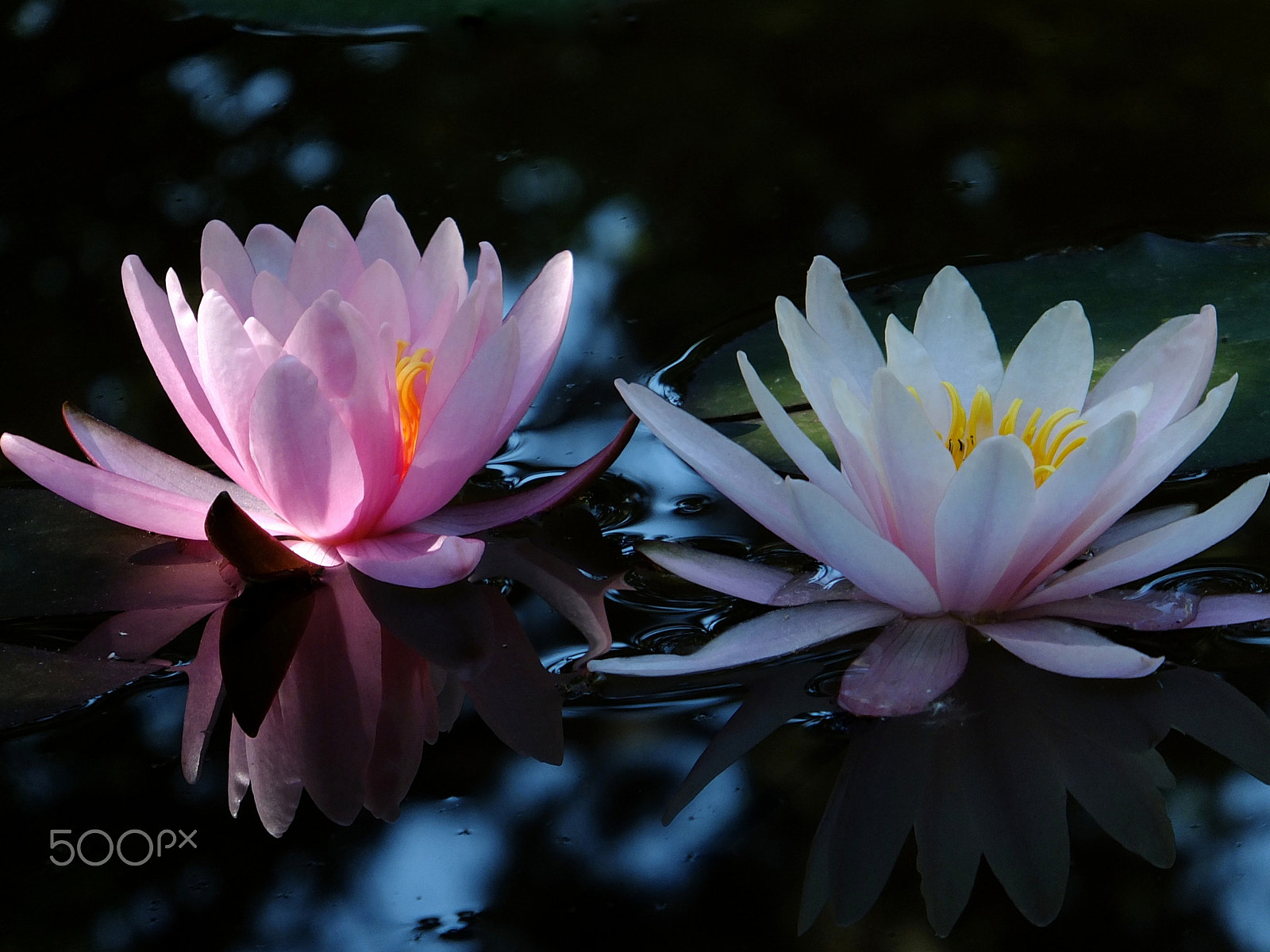 Fujifilm FinePix F750EXR sample photo. Two days of one water lily photography