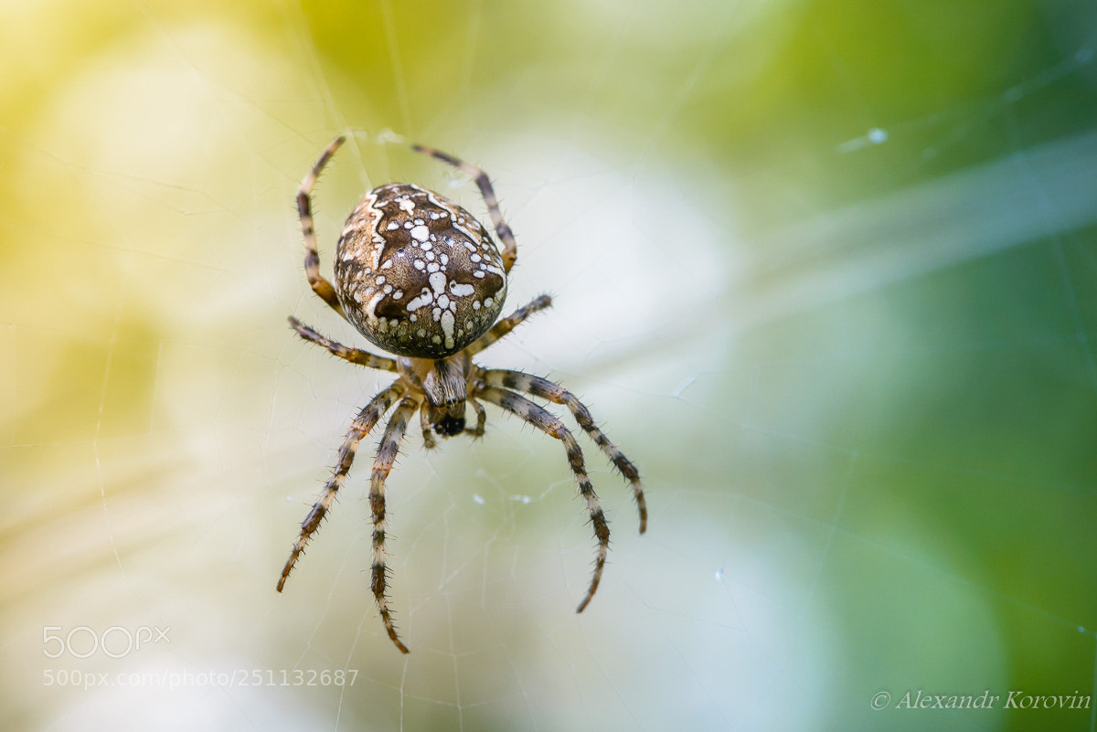 Nikon D610 sample photo. Female of garden-spider brown photography