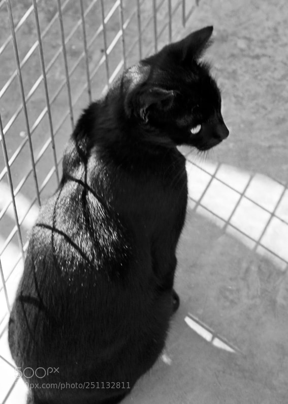 Nikon D3100 sample photo. Untitled photography