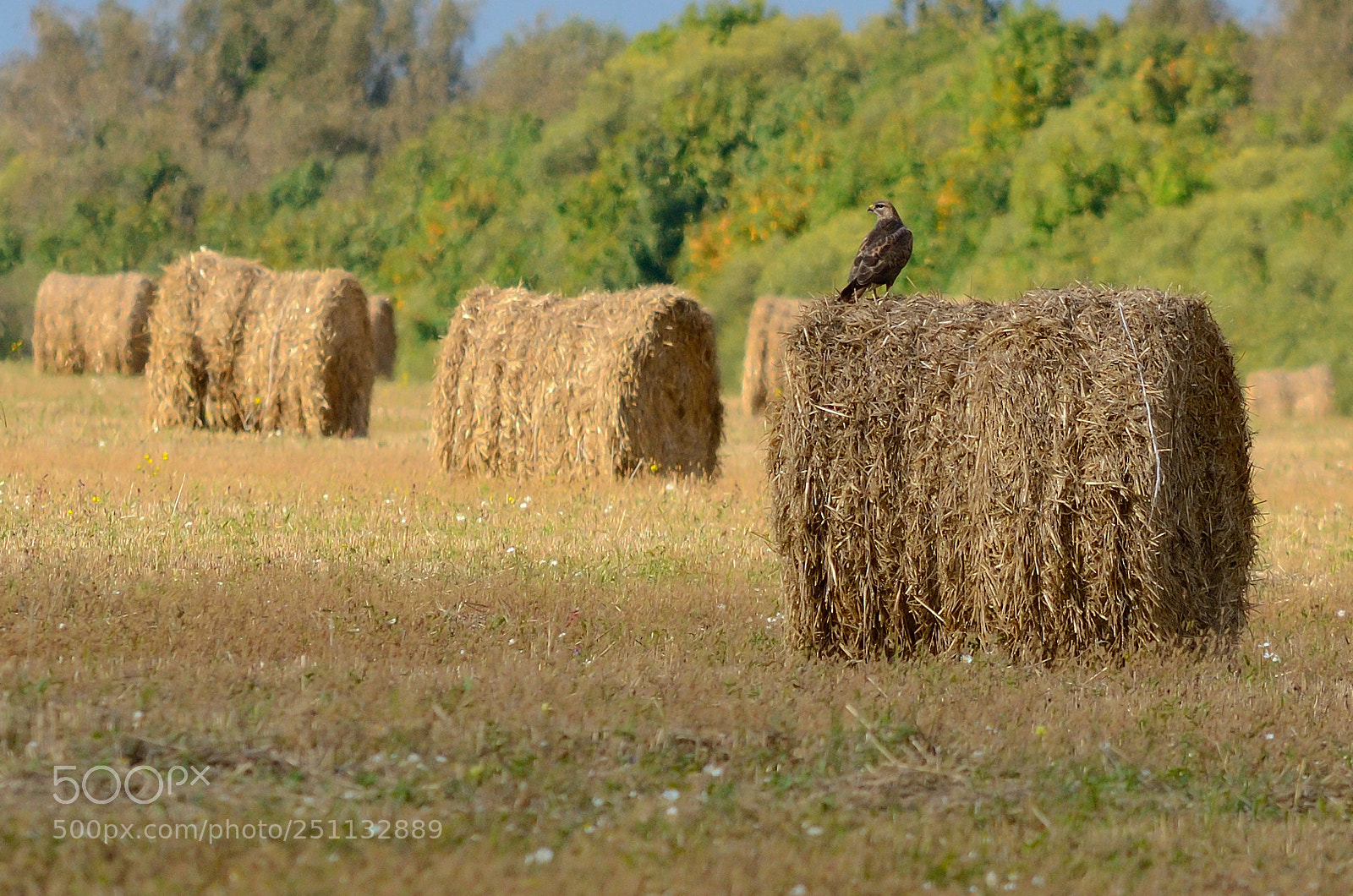 Nikon D7000 sample photo. Bird photography