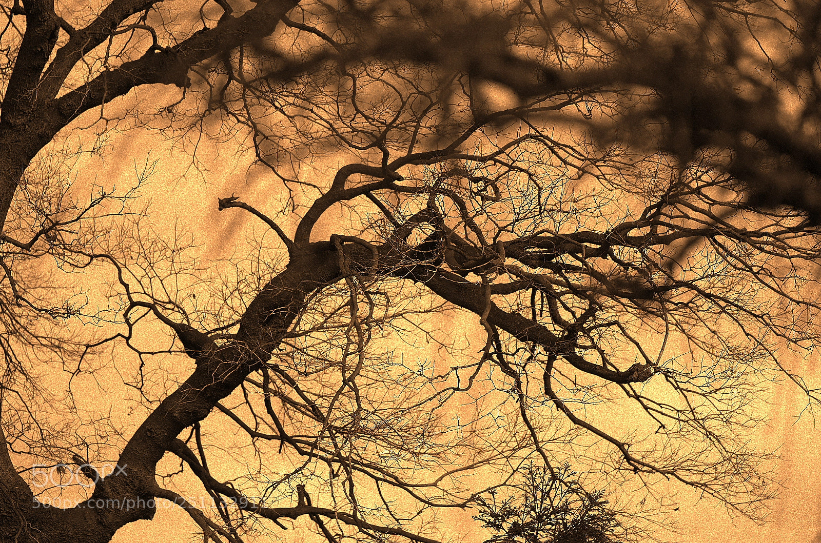 Pentax K-5 IIs sample photo. Tree photography