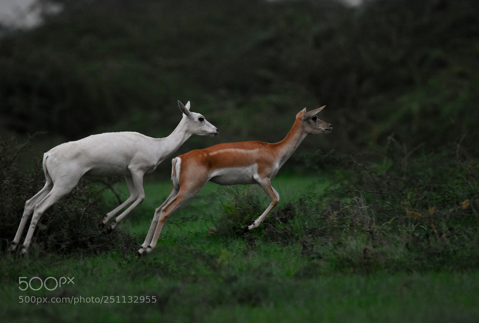 Nikon D7200 sample photo. Whitebuck-blackbuck photography
