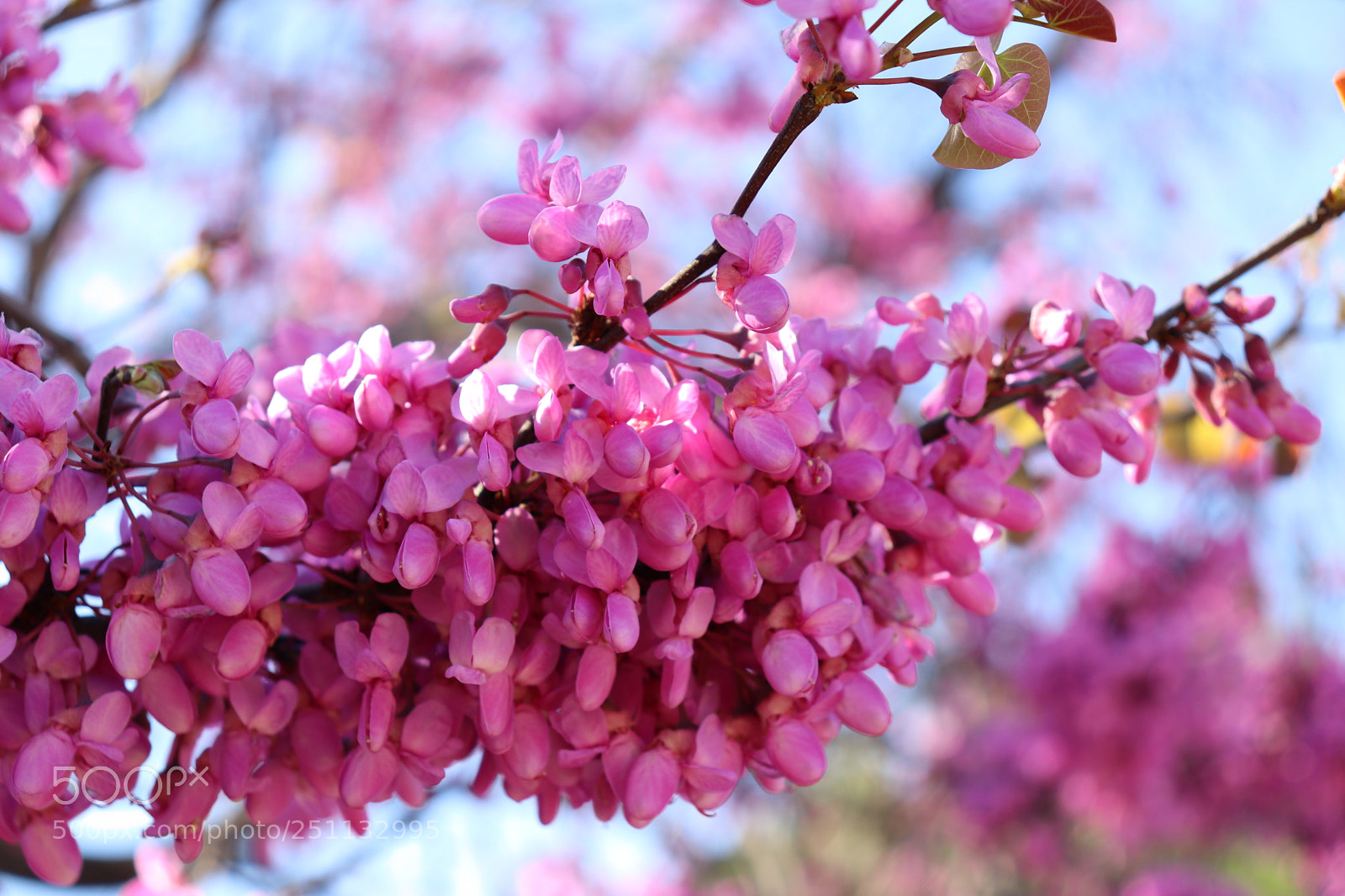 Canon EOS 800D (EOS Rebel T7i / EOS Kiss X9i) sample photo. Primavera photography