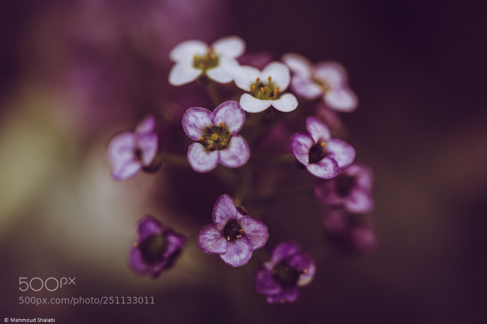 Canon EOS 70D sample photo. Tiny bundle of joy photography