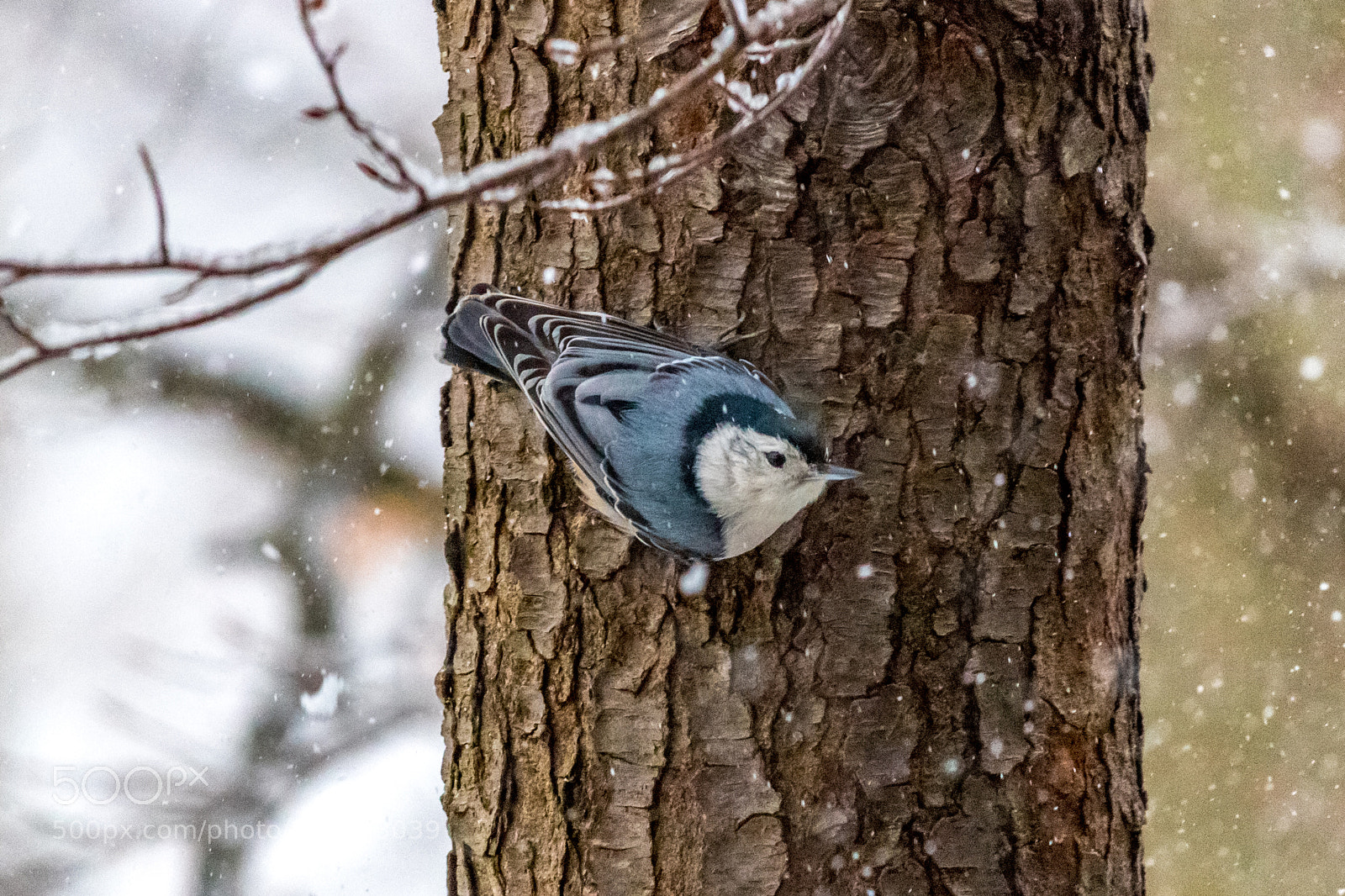 Canon EOS 1300D (EOS Rebel T6 / EOS Kiss X80) sample photo. White breasted nuthatch photography