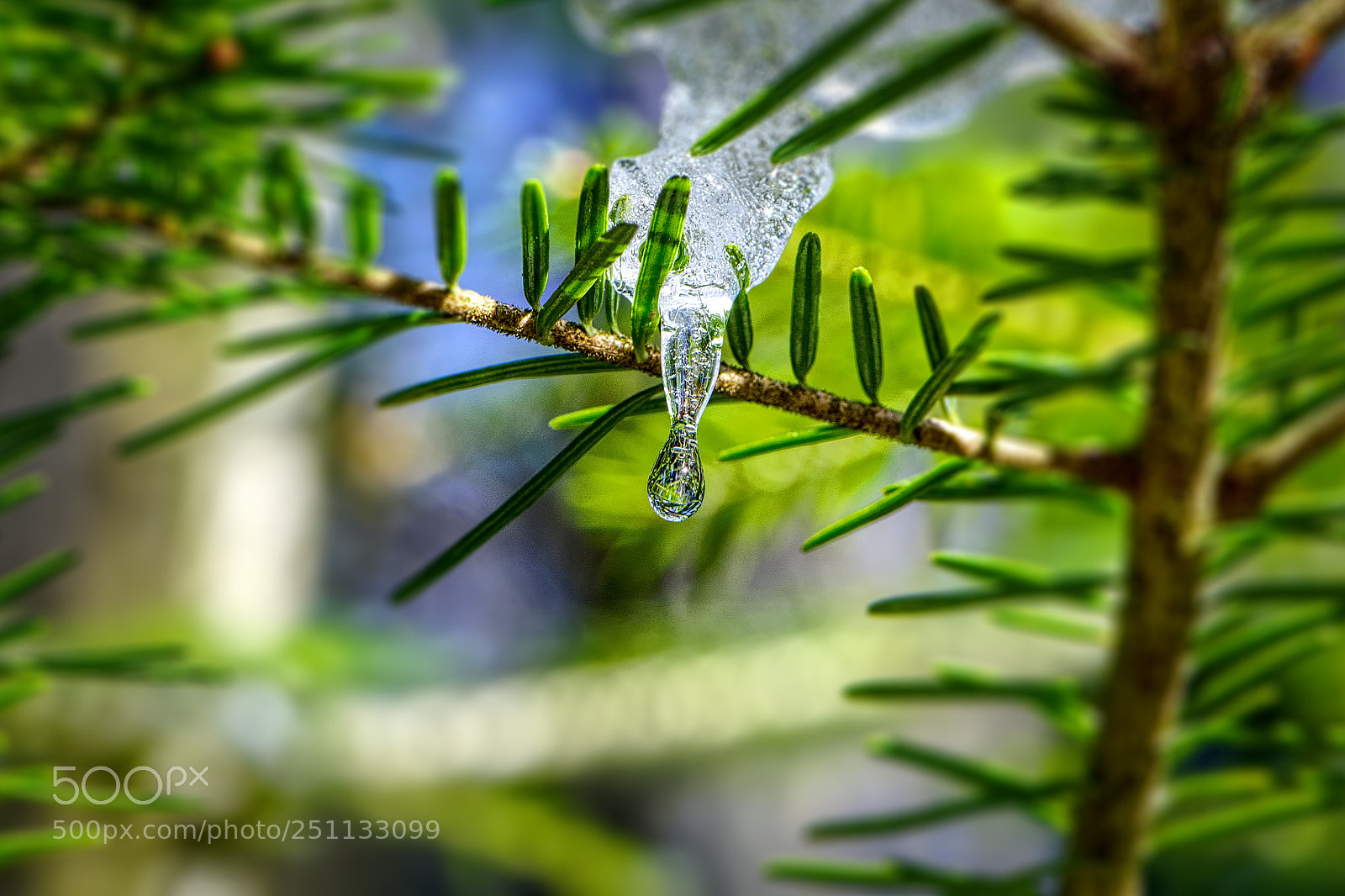 Nikon D500 sample photo. Ice drips - winter photography