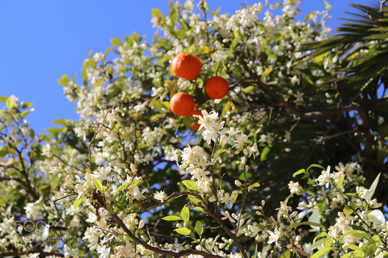 Canon EOS 800D (EOS Rebel T7i / EOS Kiss X9i) sample photo. Orange tree in flowers photography