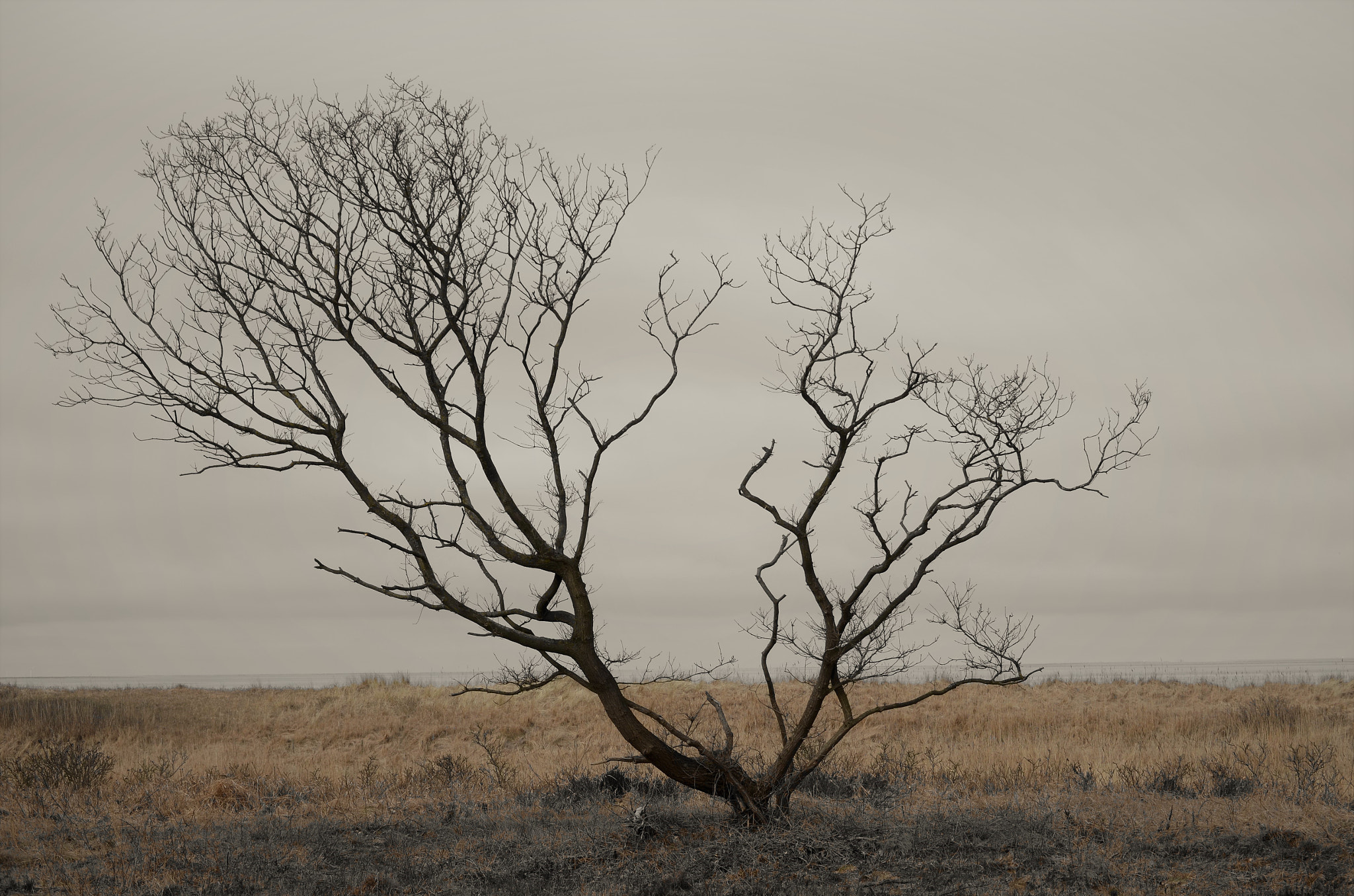 Nikon D5100 sample photo. Coast - tree photography
