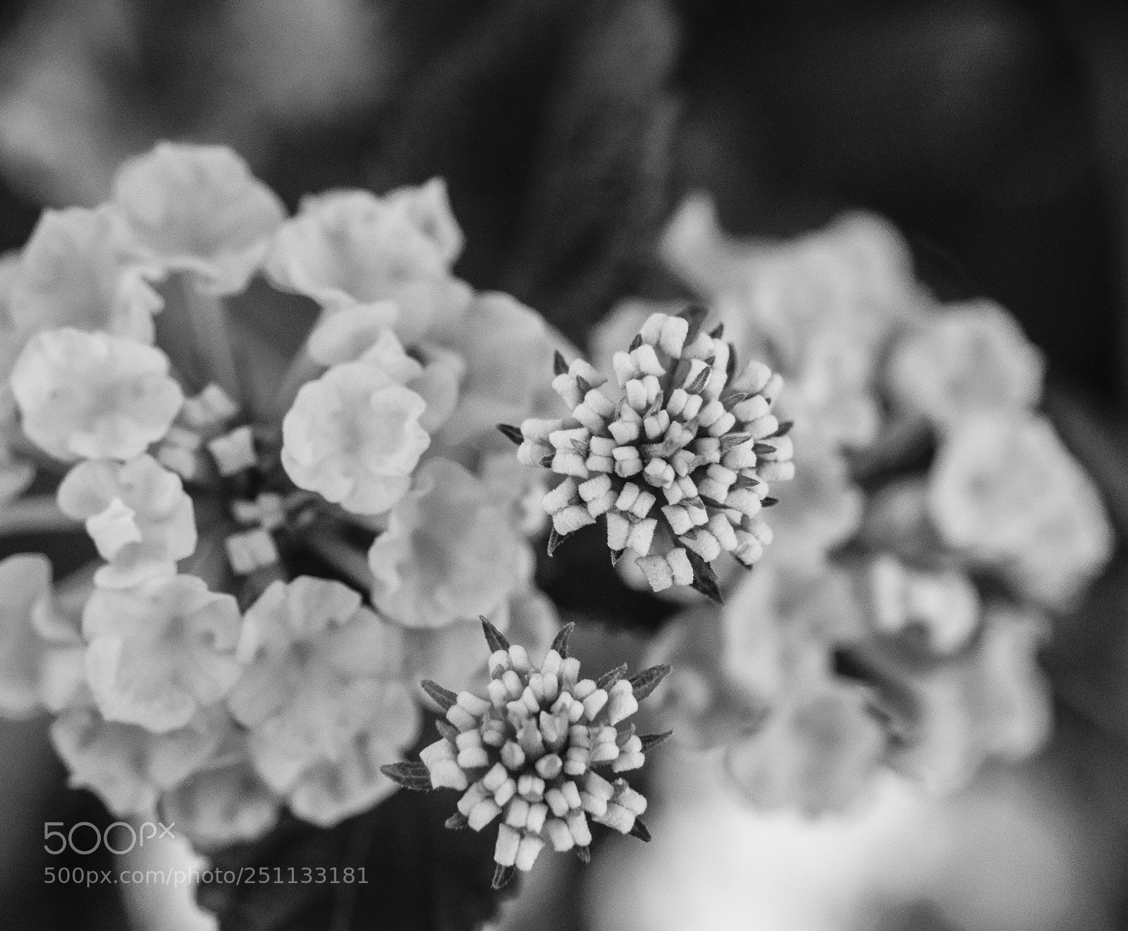 Nikon D800 sample photo. A tango for two photography