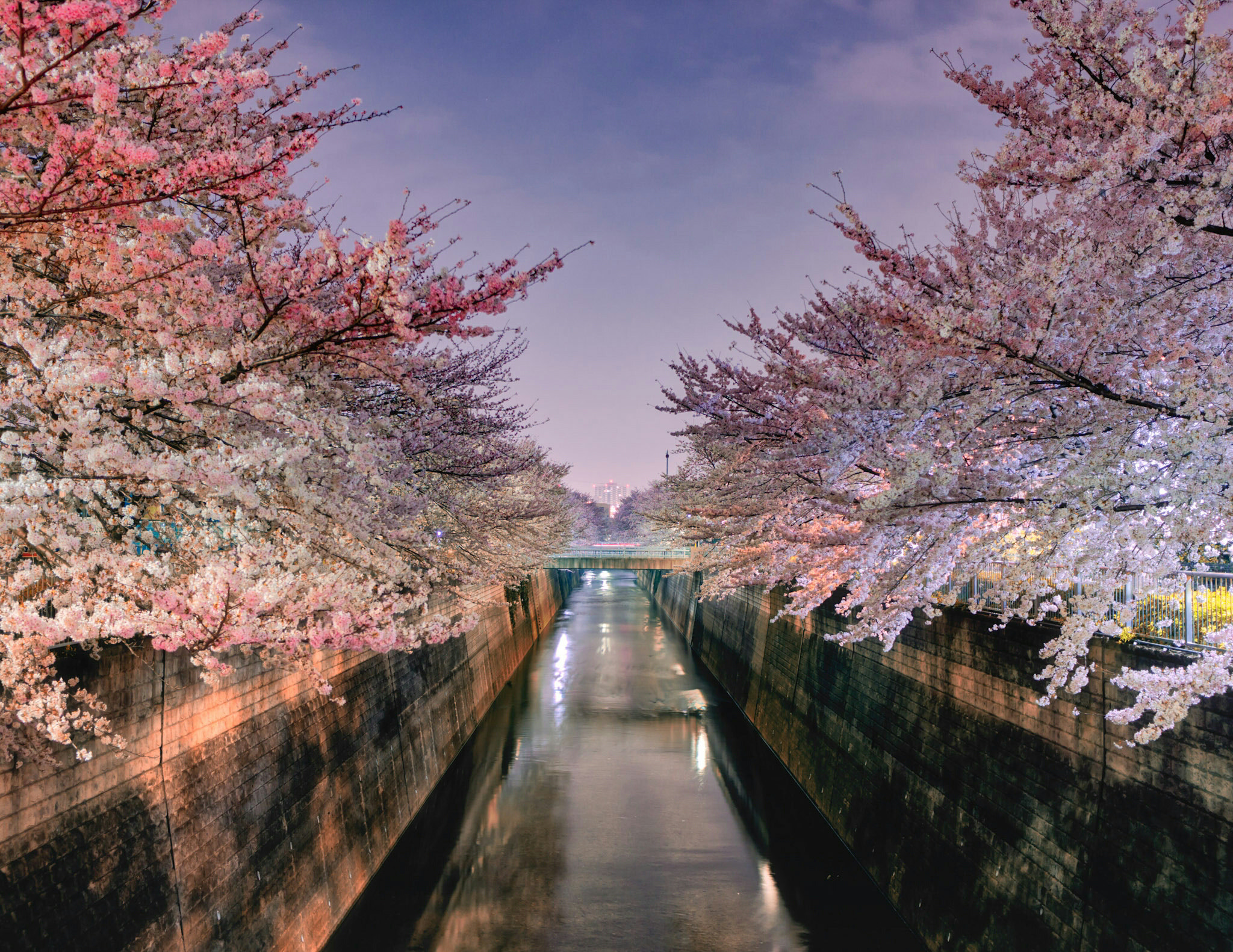 Sony Alpha QX1 sample photo. Cherry blossoms along the river photography