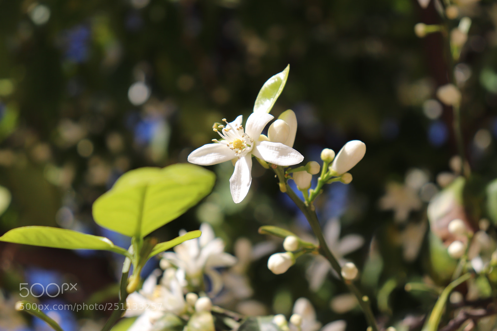 Canon EOS 800D (EOS Rebel T7i / EOS Kiss X9i) sample photo. Flower photography