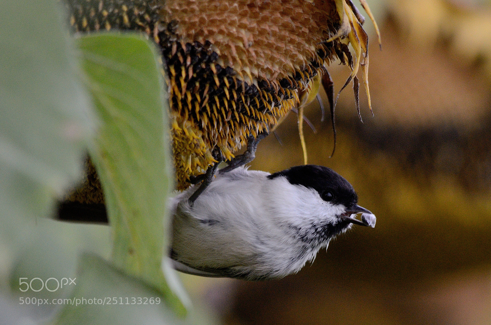 Nikon D7000 sample photo. Bird photography